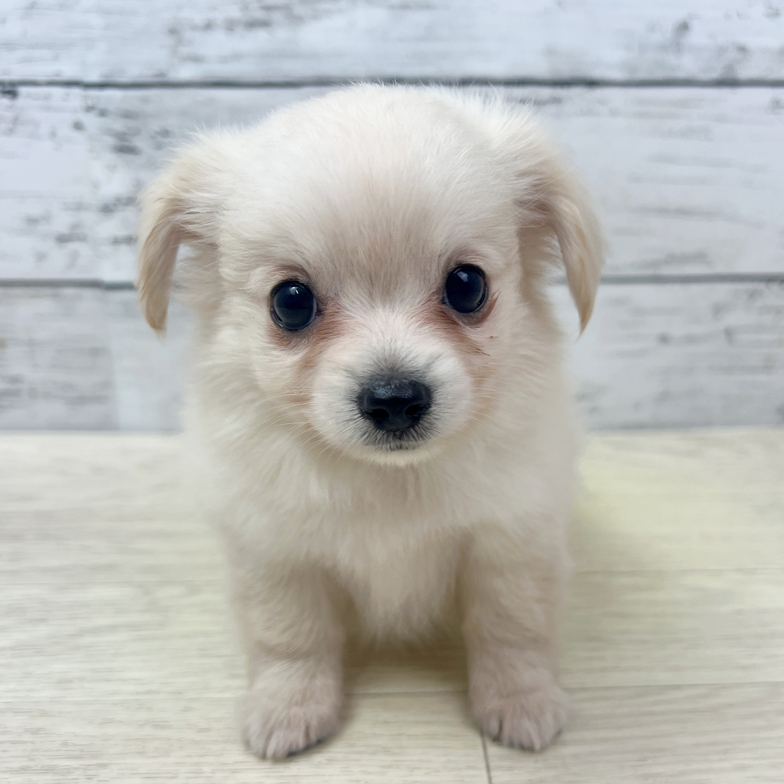 兵庫県のチワックス(チワワ×ダックス) (犬の家＆猫の里カナート西神戸店/2025年7月17日生まれ/女の子/クリーム)の子犬