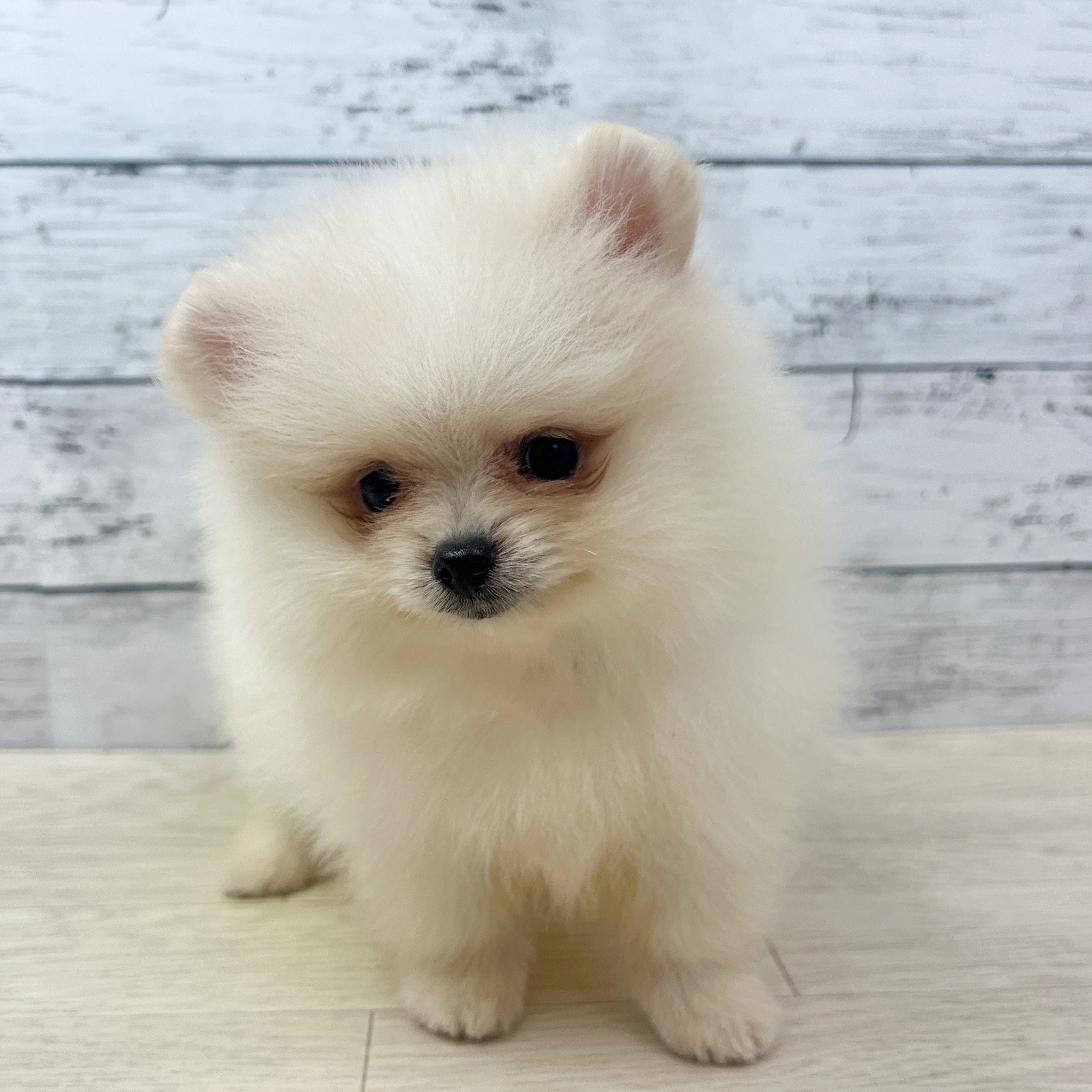 滋賀県のポメラニアン (犬の家＆猫の里近江八幡店/2025年7月14日生まれ/男の子/クリーム)の子犬の2枚目の画像