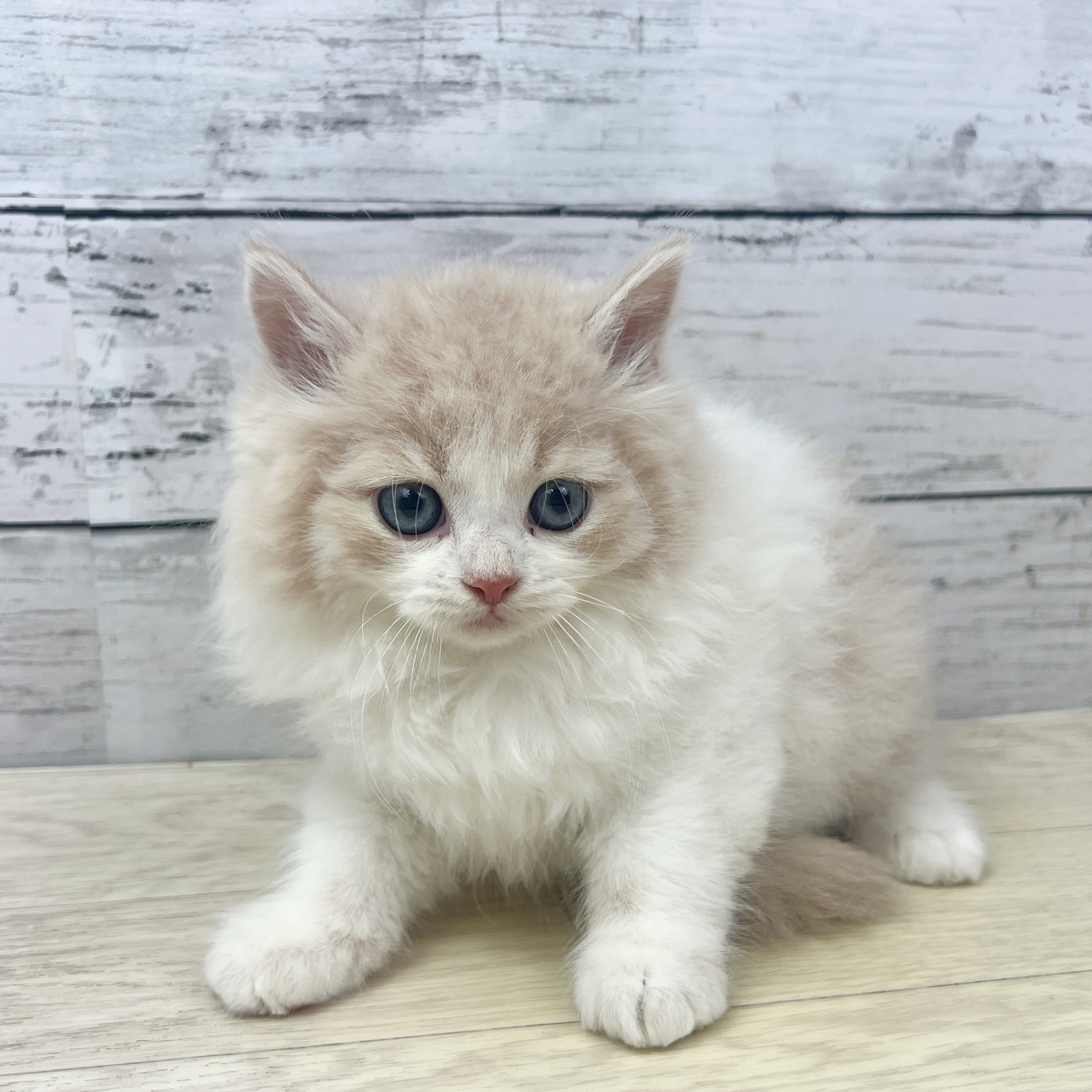 滋賀県のラガマフィン (犬の家＆猫の里近江八幡店/2025年7月14日生まれ/男の子/クリームマッカレルタビーホワイト)の子猫
