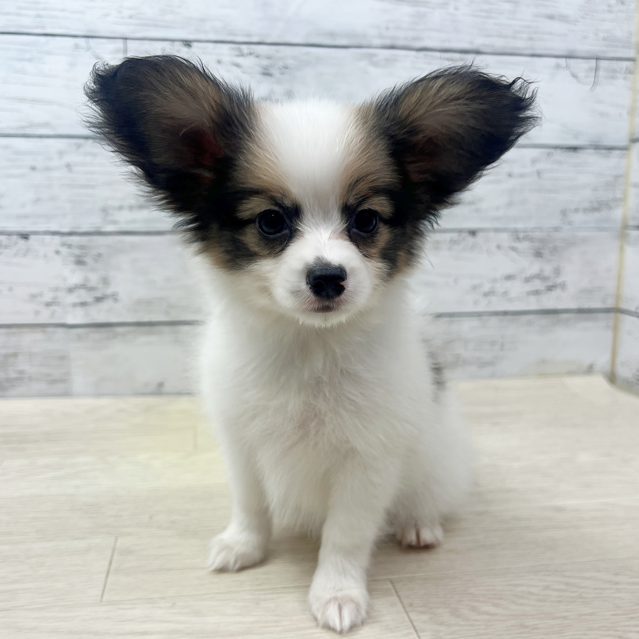 兵庫県のパピヨン (犬の家＆猫の里ニッケパークタウン加古川店/2025年7月12日生まれ/女の子/レッドホワイト)の子犬