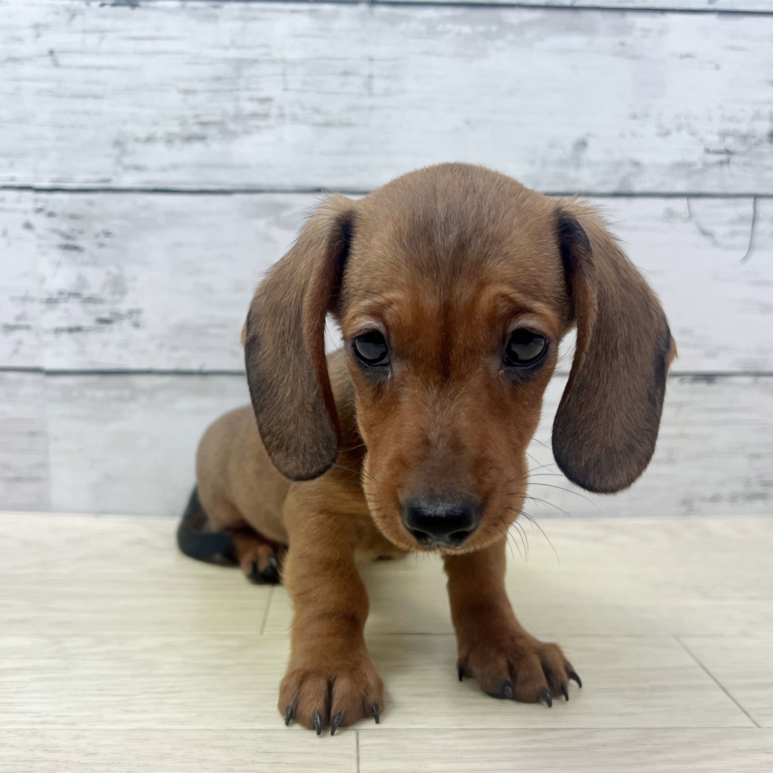 滋賀県のミニチュアダックスフンド(スムース) (犬の家＆猫の里近江八幡店/2025年7月17日生まれ/男の子/レッド)の子犬