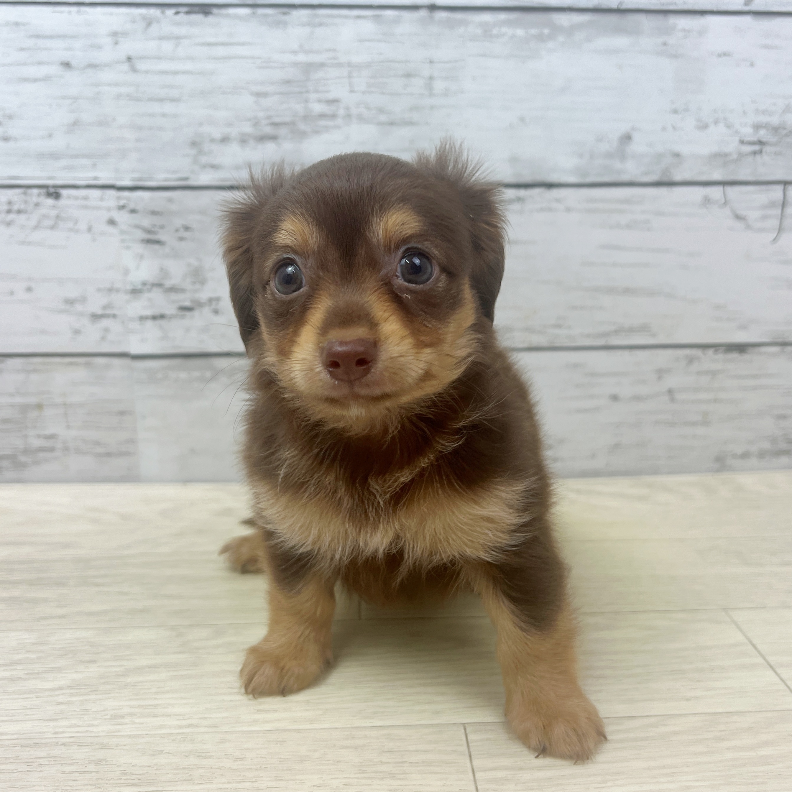 滋賀県のチワックス(チワワ×ダックス) (犬の家＆猫の里近江八幡店/2025年7月17日生まれ/女の子/チョコレートタン)の子犬