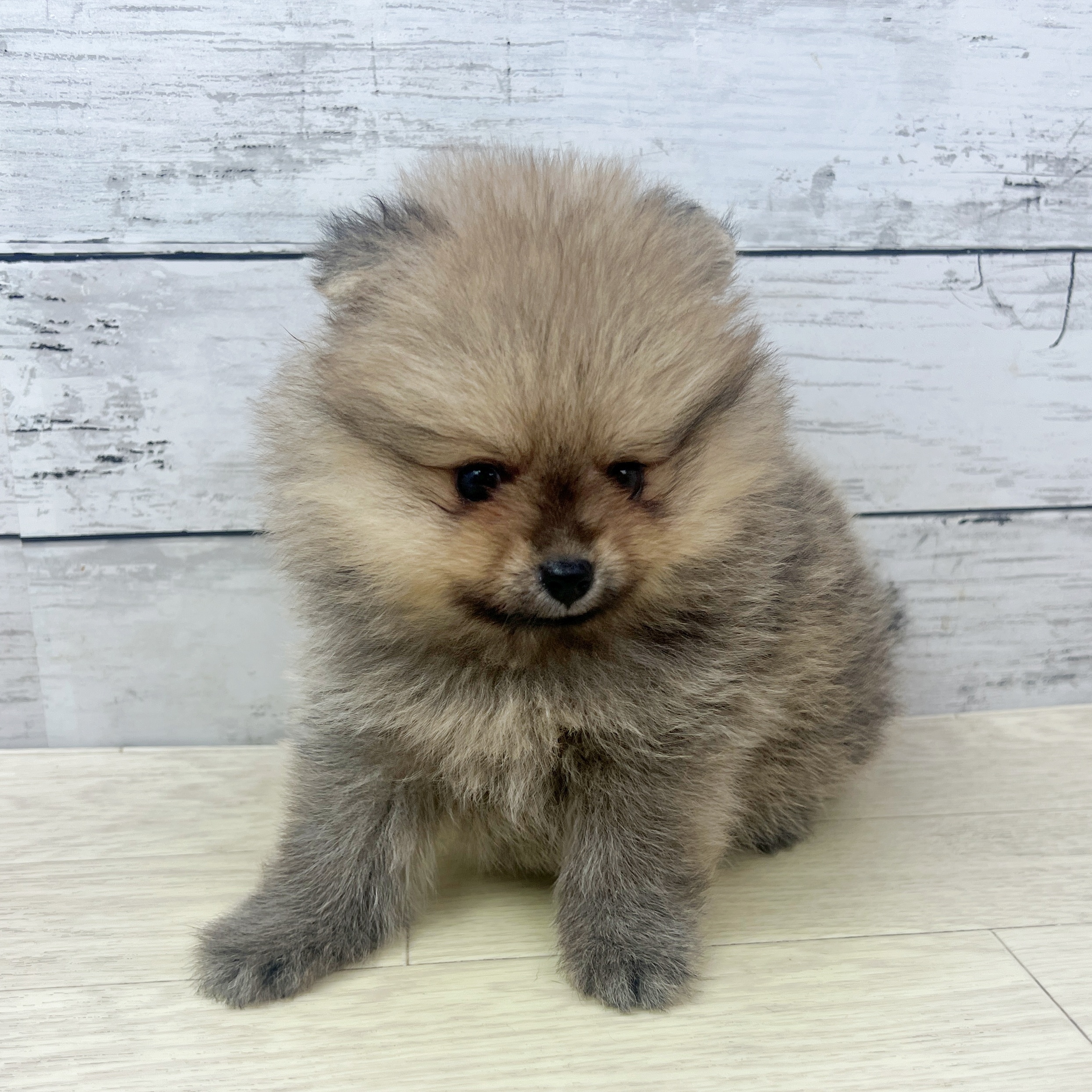 兵庫県のポメラニアン (犬の家＆猫の里ゆめタウン姫路店/2025年7月16日生まれ/女の子/オレンジ)の子犬