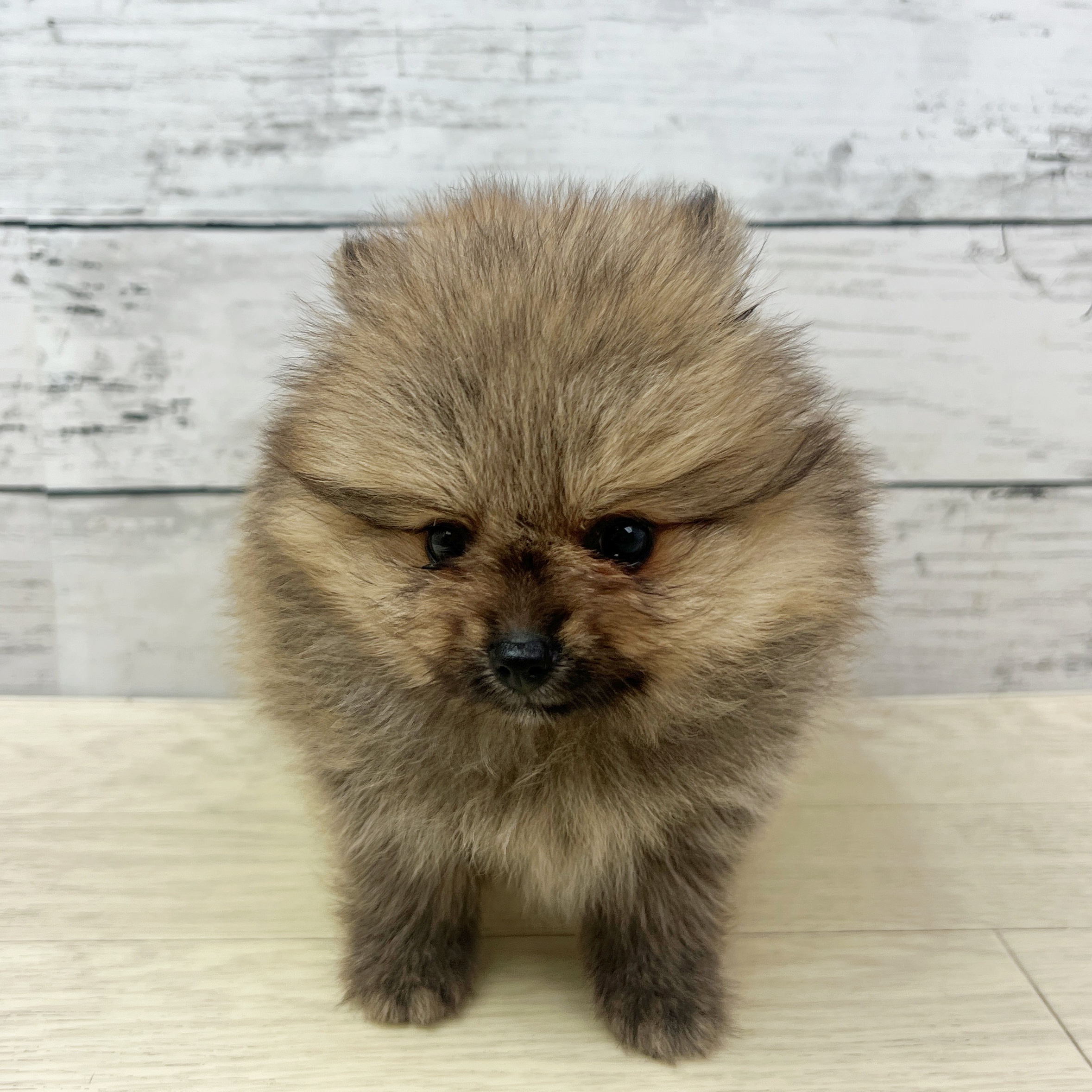 滋賀県のポメラニアン (犬の家＆猫の里近江八幡店/2025年7月16日生まれ/女の子/オレンジ)の子犬
