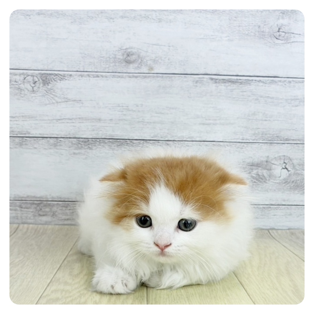東京都のスコティッシュフォールド (犬の家＆猫の里新宿店/2025年7月9日生まれ/女の子/レッドタビーホワイトバン)の子猫の3枚目の画像