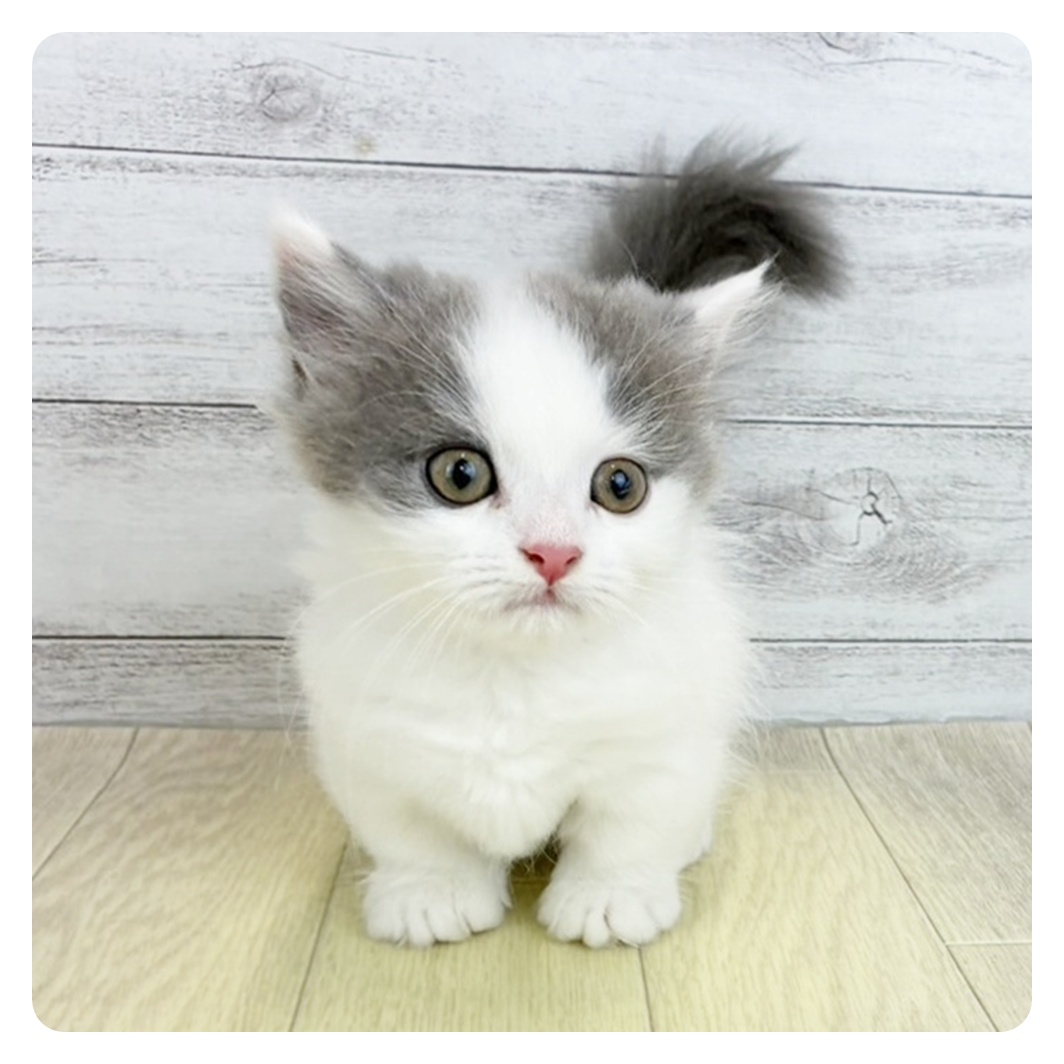 岐阜県のミヌエット (犬の家＆猫の里中津川店/2025年7月18日生まれ/女の子/ブルータビーホワイト)の子猫の2枚目の画像