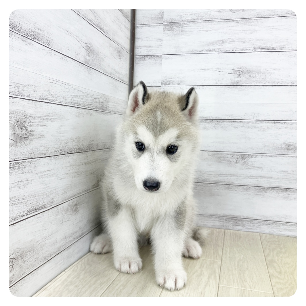 愛知県のシベリアンハスキー (犬の家＆猫の里春日井本店/2025年7月19日生まれ/男の子/シルバーホワイト)の子犬