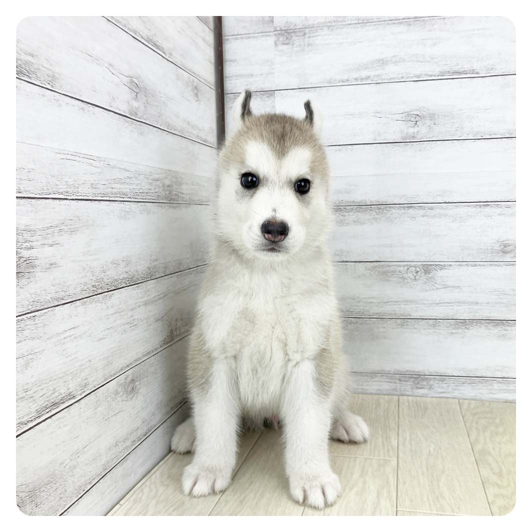 愛知県のシベリアンハスキー (犬の家＆猫の里春日井本店/2025年7月19日生まれ/女の子/シルバーホワイト)の子犬
