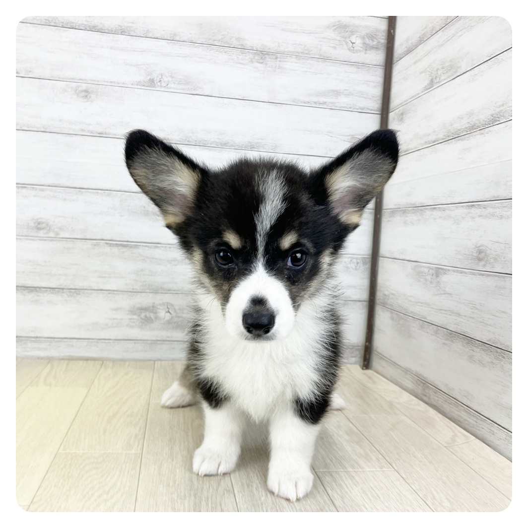 愛知県のウェルシュコーギーペンブローク (犬の家＆猫の里春日井本店/2025年7月16日生まれ/女の子/ブラックタンホワイト)の子犬