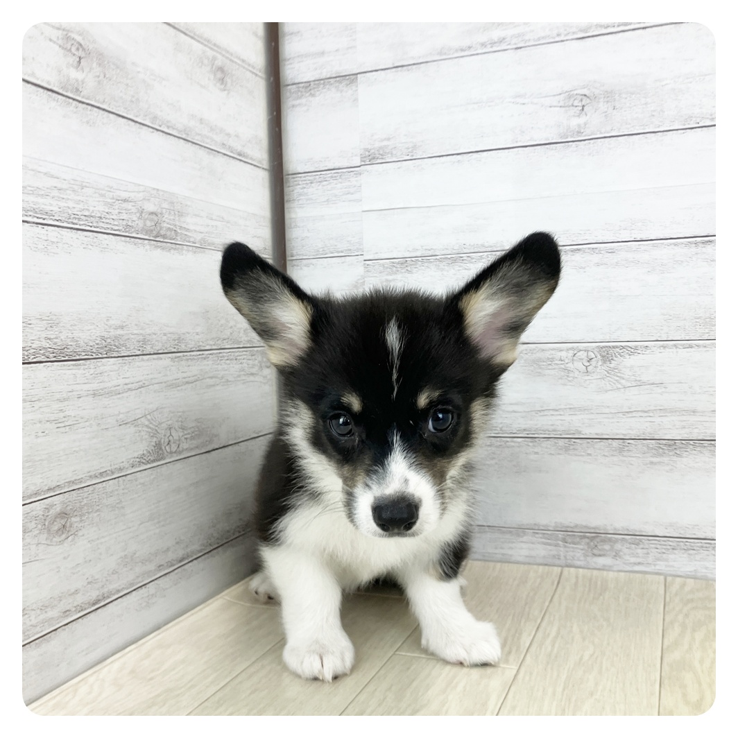 愛知県のウェルシュコーギーペンブローク (犬の家＆猫の里春日井本店/2025年7月16日生まれ/女の子/ブラックタンホワイト)の子犬