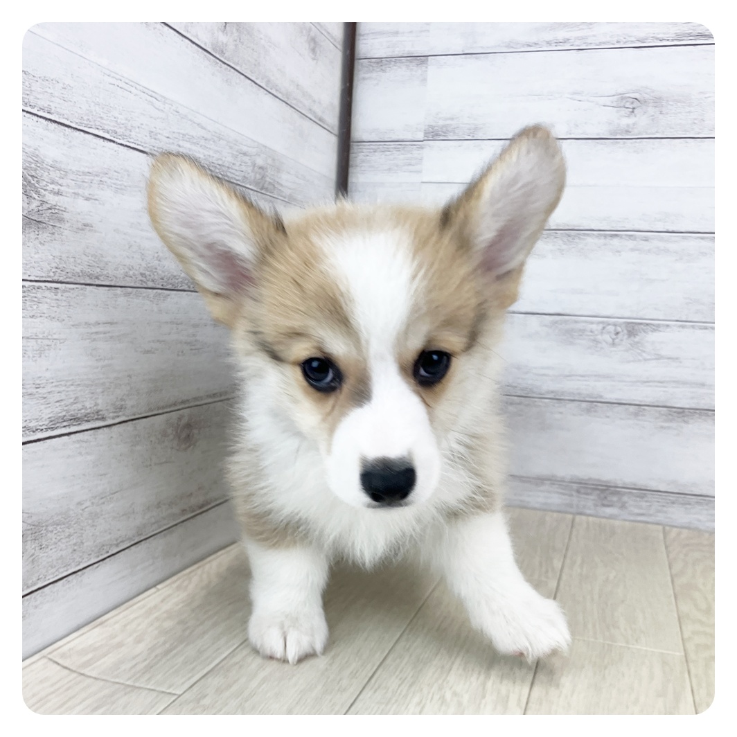 愛知県のウェルシュコーギーペンブローク (犬の家＆猫の里春日井本店/2025年7月16日生まれ/男の子/レッドホワイト)の子犬