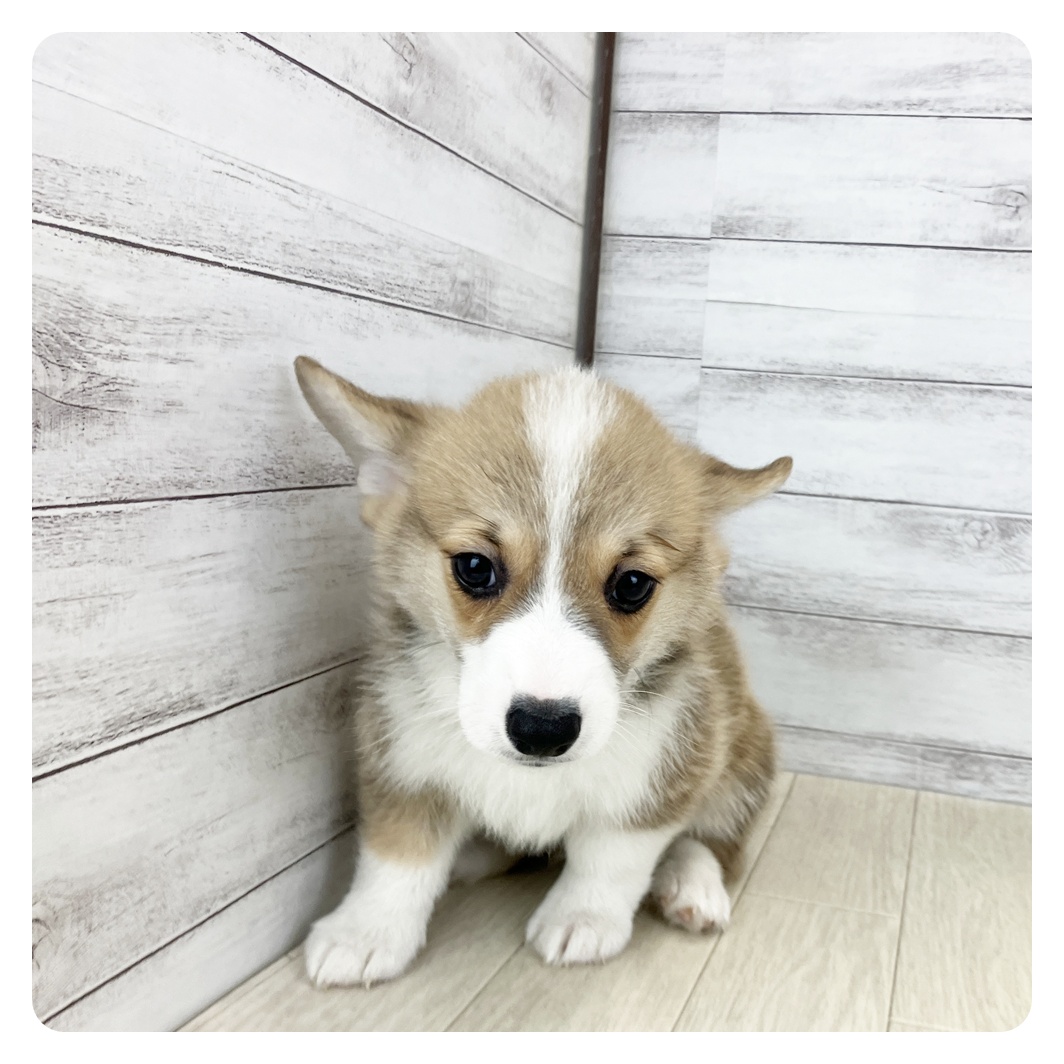 愛知県のウェルシュコーギーペンブローク (犬の家＆猫の里春日井本店/2025年7月16日生まれ/男の子/レッドホワイト)の子犬