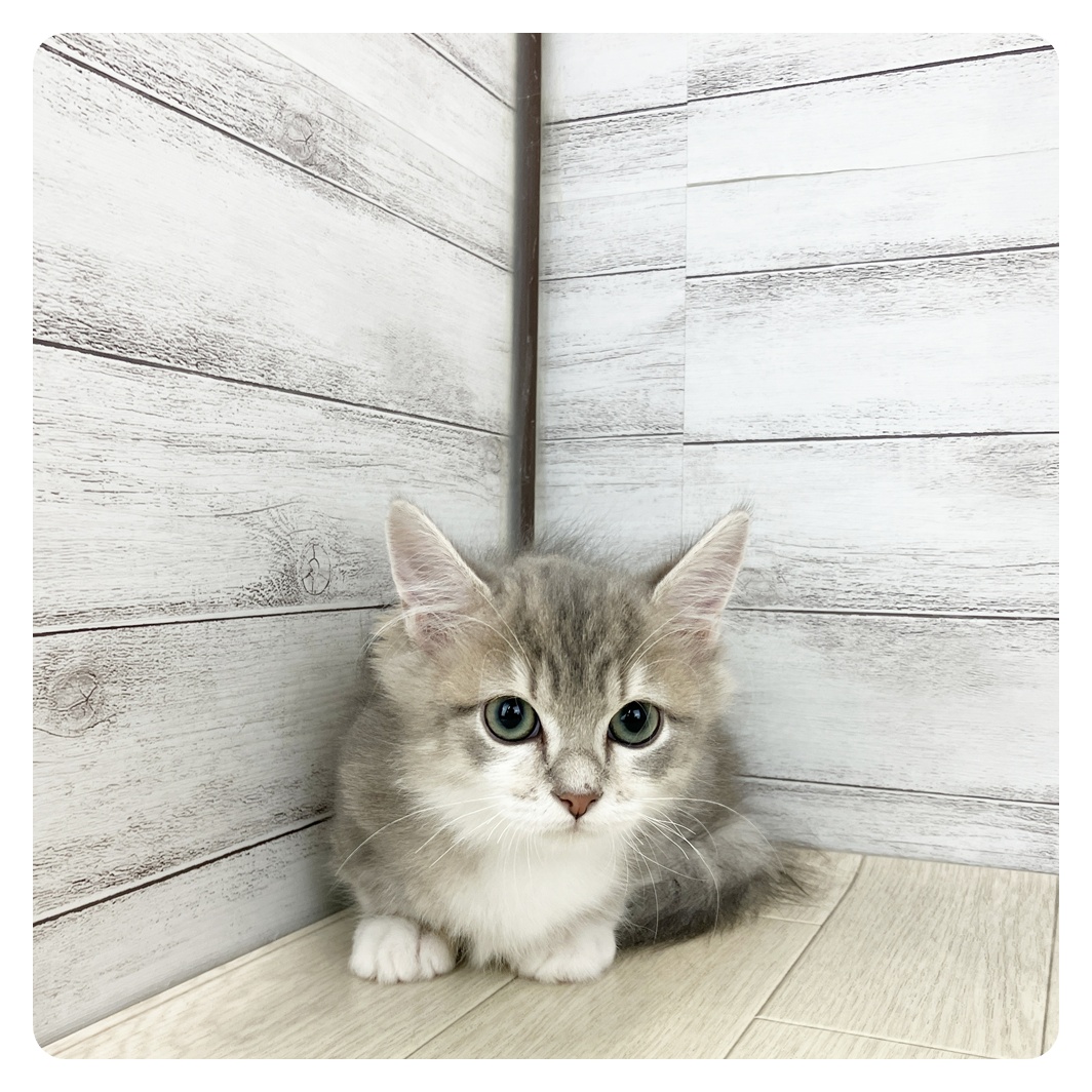 愛知県のミヌエット (犬の家＆猫の里春日井本店/2025年7月8日生まれ/男の子/ブルータビーホワイト)の子猫