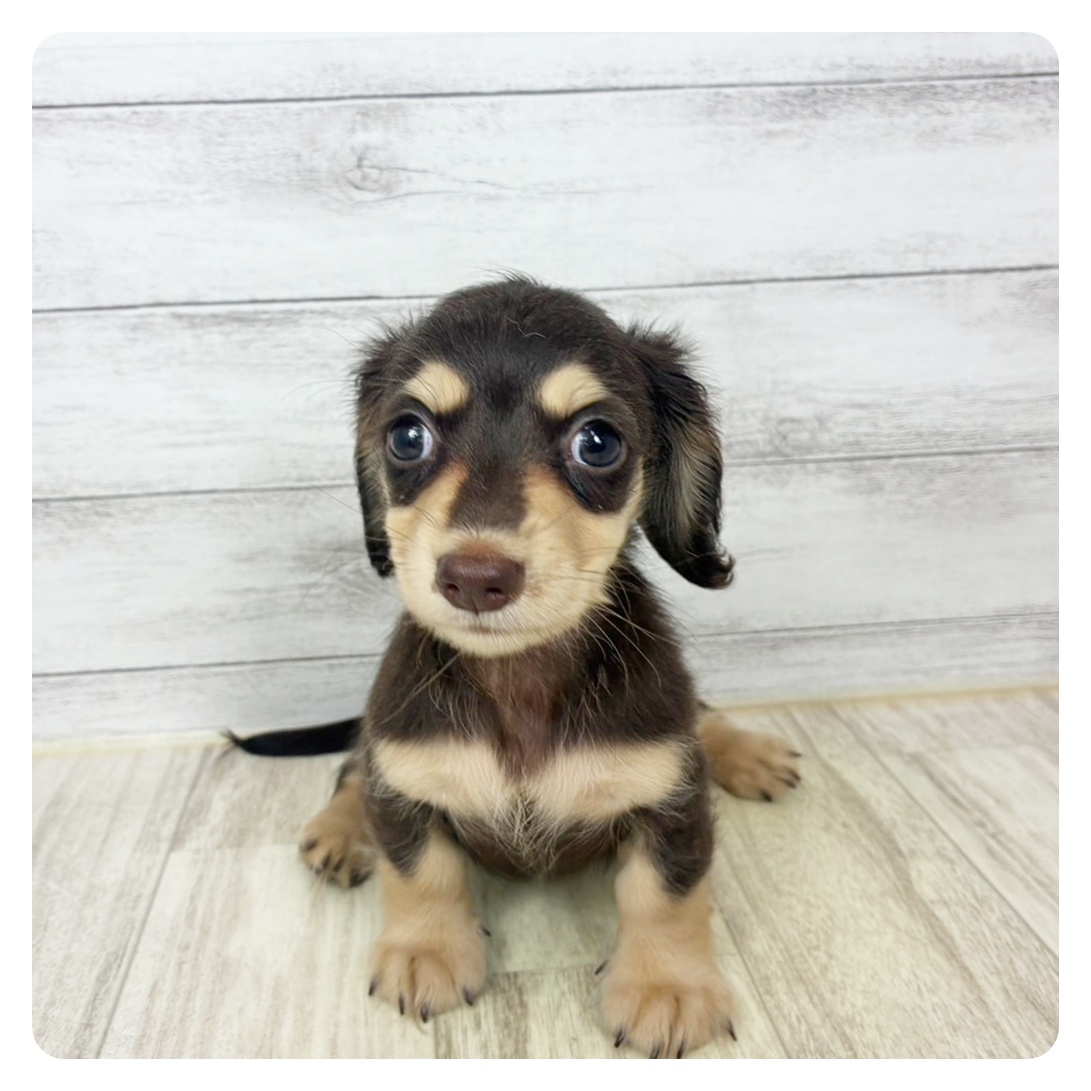 兵庫県のカニンヘンダックスフンド(ロング) (犬の家＆猫の里川西店/2025年7月18日生まれ/女の子/チョコレートタン)の子犬