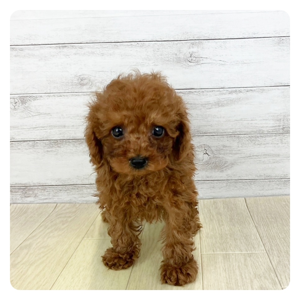 愛知県のトイプードル(トイ) (犬の家＆猫の里春日井本店/2025年7月20日生まれ/男の子/レッドフォーン)の子犬