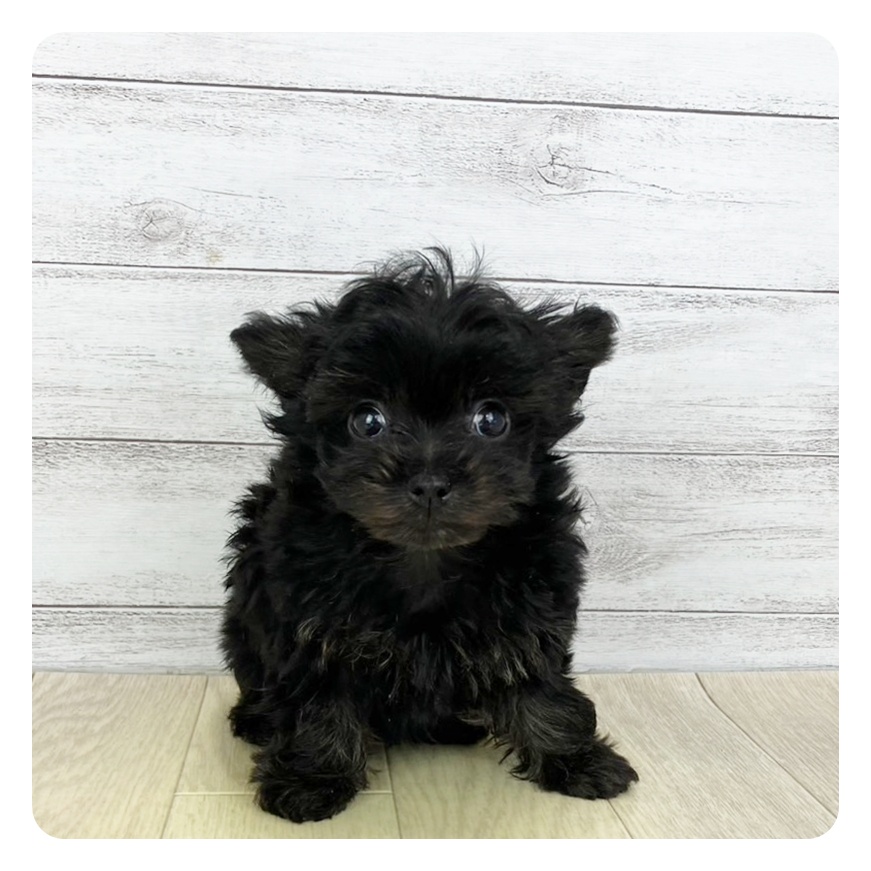 愛知県のチワプー/プーチー(チワワ×プードル) (犬の家＆猫の里春日井本店/2025年7月20日生まれ/男の子/ブラックシルバー)の子犬