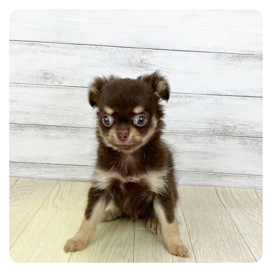 静岡県のチワワ(ロング) (犬の家＆猫の里マークイズ静岡店/2025年7月18日生まれ/女の子/チョコレートタン)の子犬