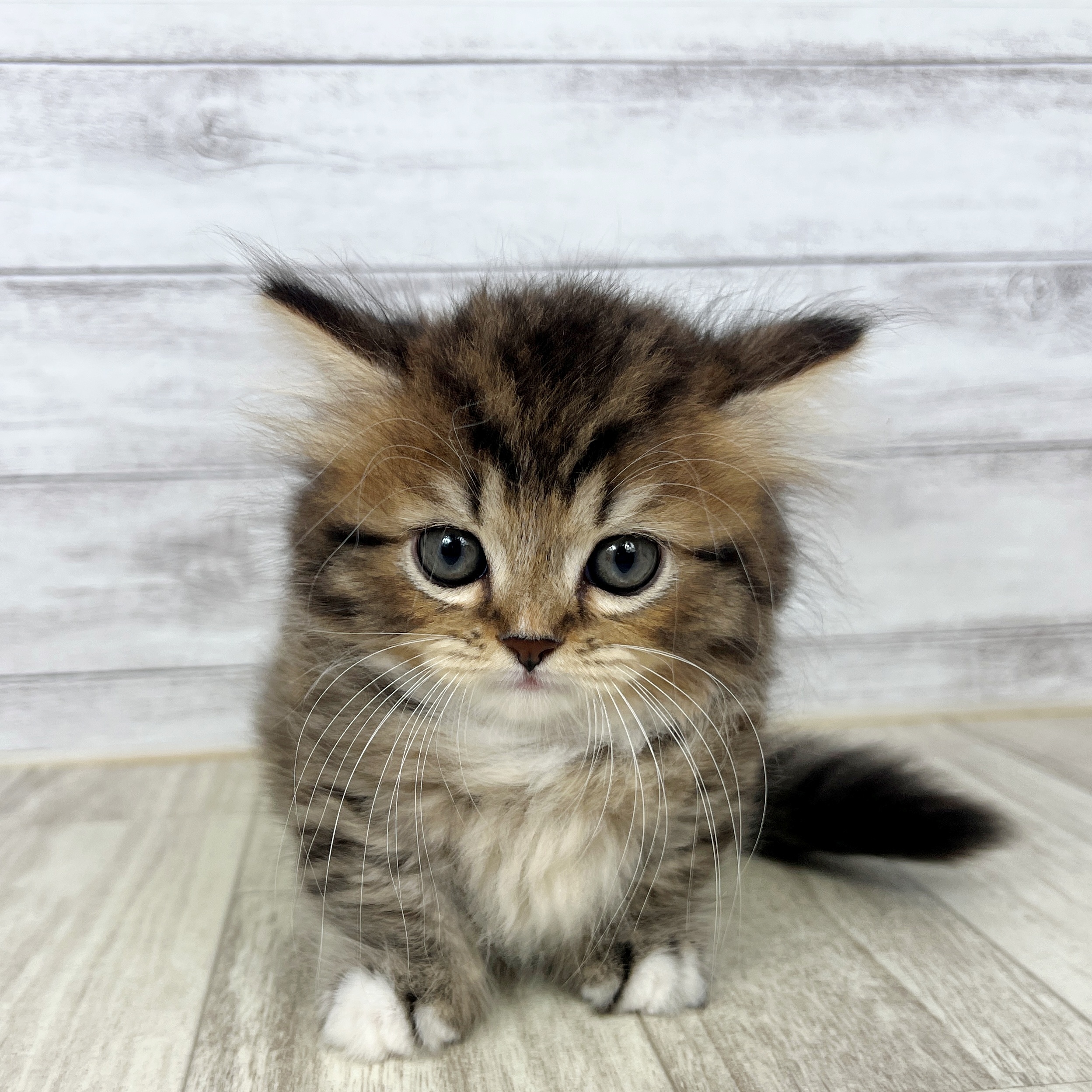 兵庫県のミヌエット (犬の家＆猫の里川西店/2025年7月18日生まれ/男の子/ブラウンタビーホワイト)の子猫