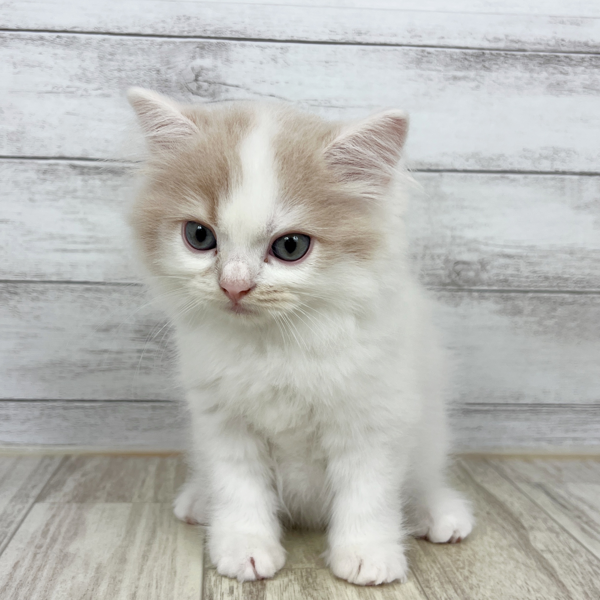 兵庫県のスコティッシュストレート (犬の家＆猫の里ゆめタウン姫路店/2025年7月13日生まれ/男の子/クリームタビーホワイト)の子猫