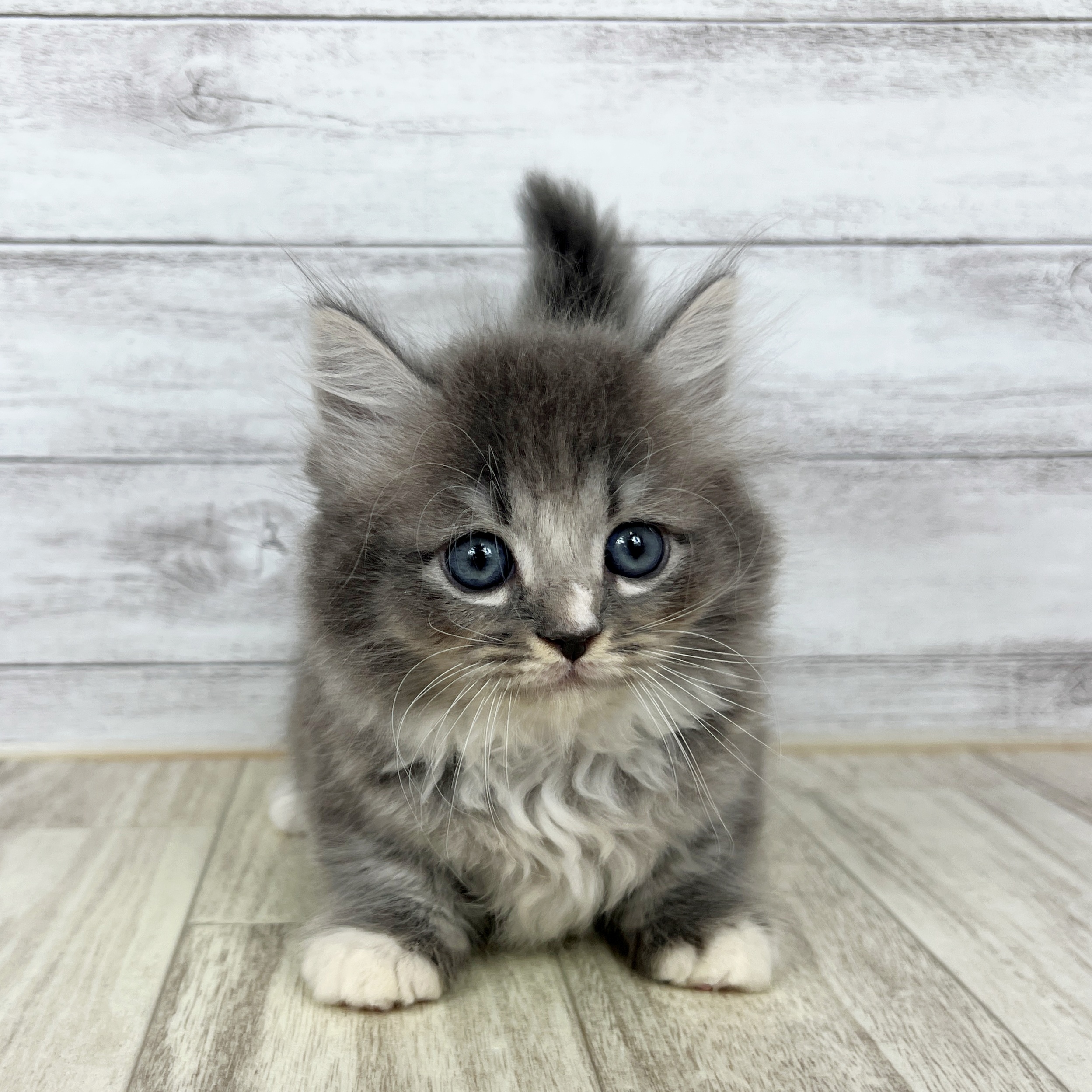 兵庫県のミヌエット (犬の家＆猫の里川西店/2025年7月20日生まれ/男の子/ブルータビーホワイト)の子猫