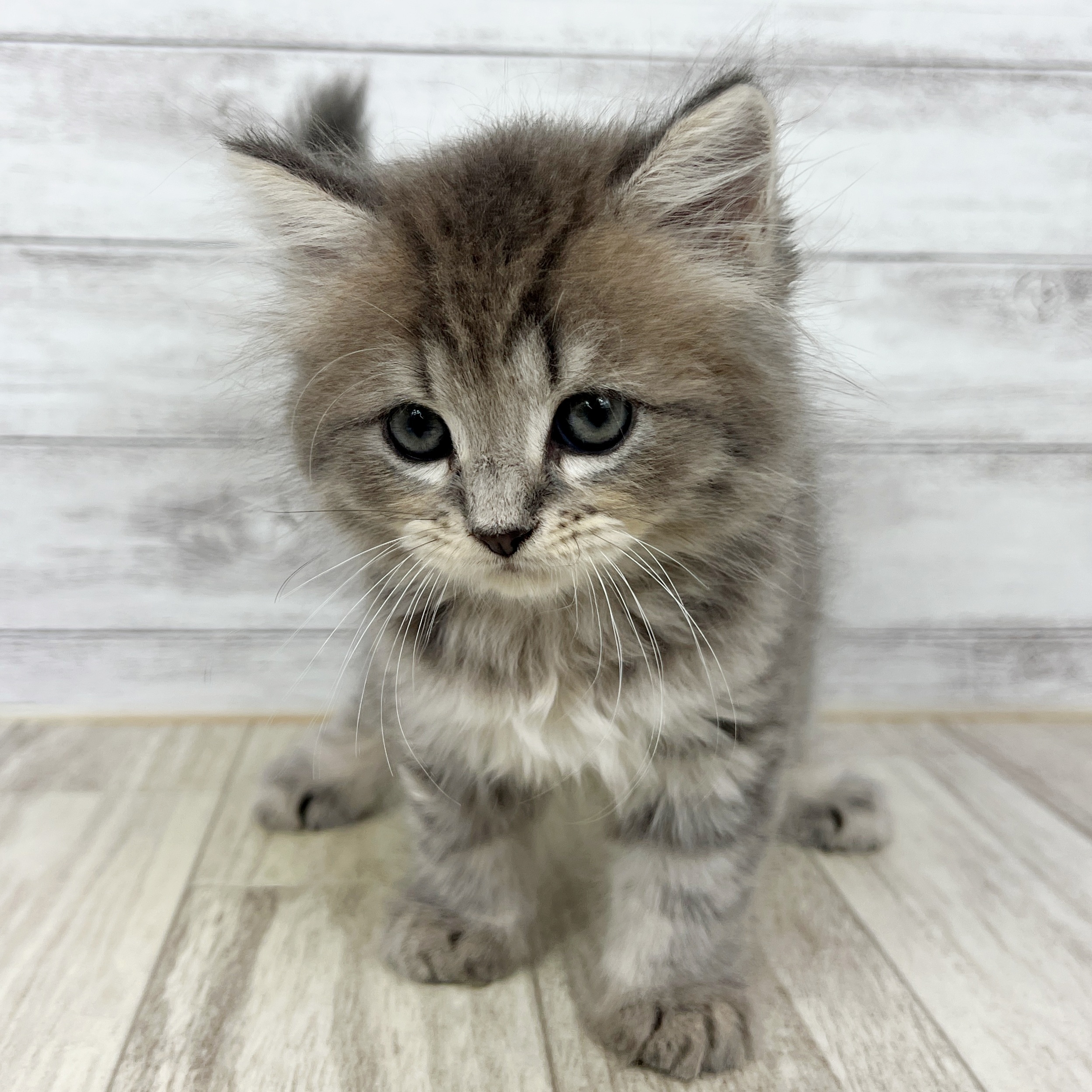 福岡県のミヌエット (犬の家＆猫の里シュロアモール筑紫野店/2025年7月20日生まれ/男の子/ブルータビー)の子猫