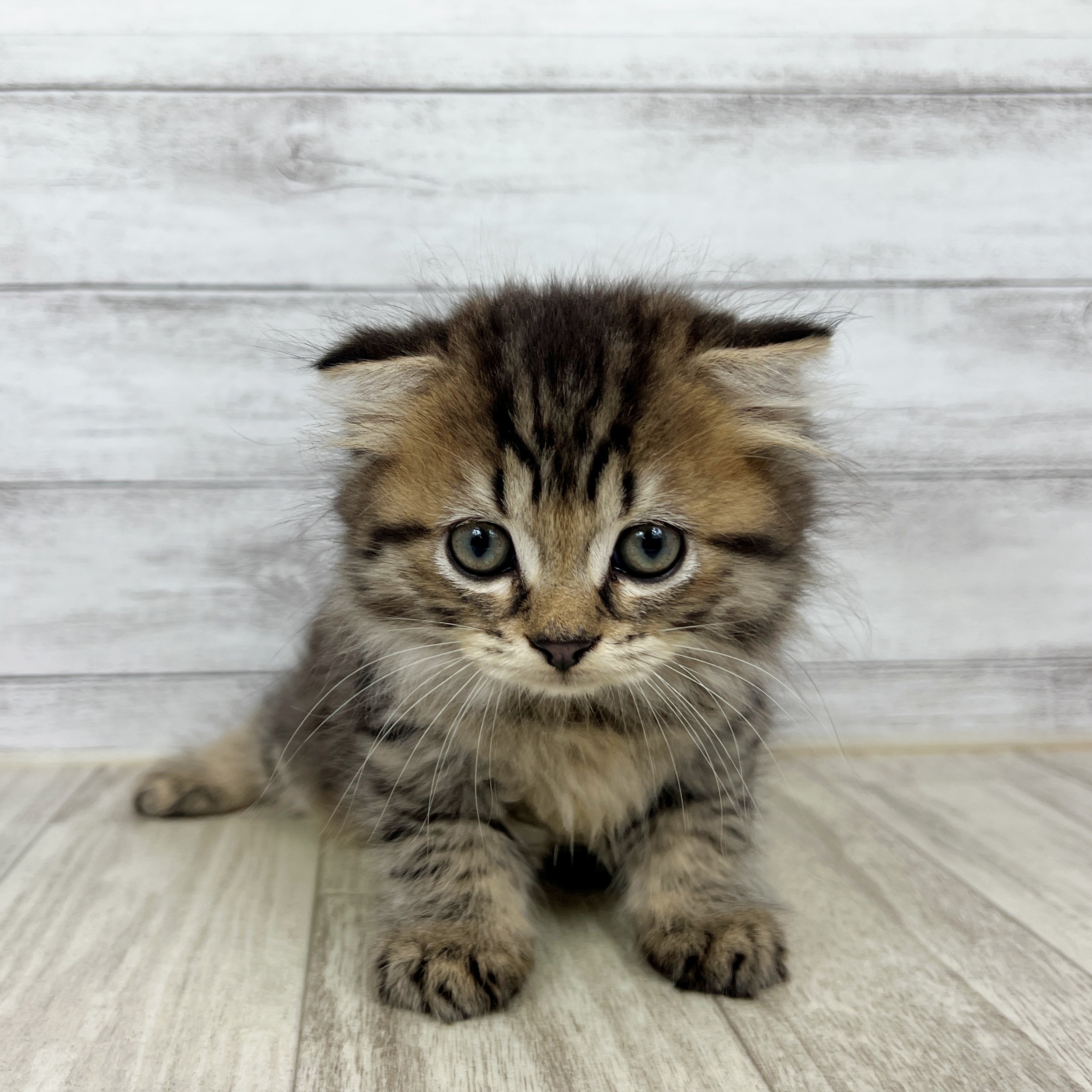 福岡県のスコティッシュフォールド (犬の家＆猫の里シュロアモール筑紫野店/2025年7月12日生まれ/男の子/ブラウンタビー)の子猫