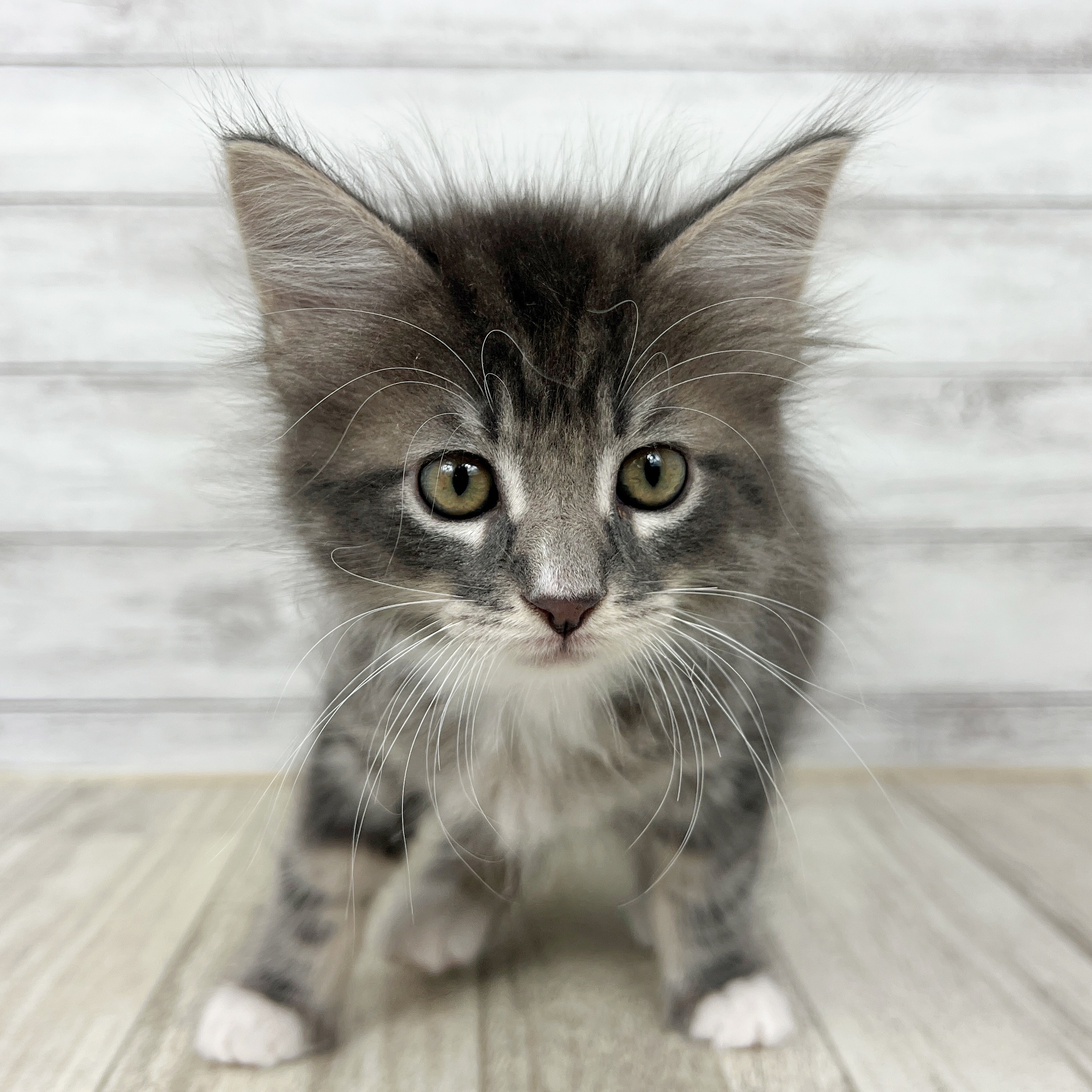 兵庫県のメインクーン (犬の家＆猫の里ゆめタウン姫路店/2025年7月18日生まれ/男の子/ブルータビーホワイト)の子猫