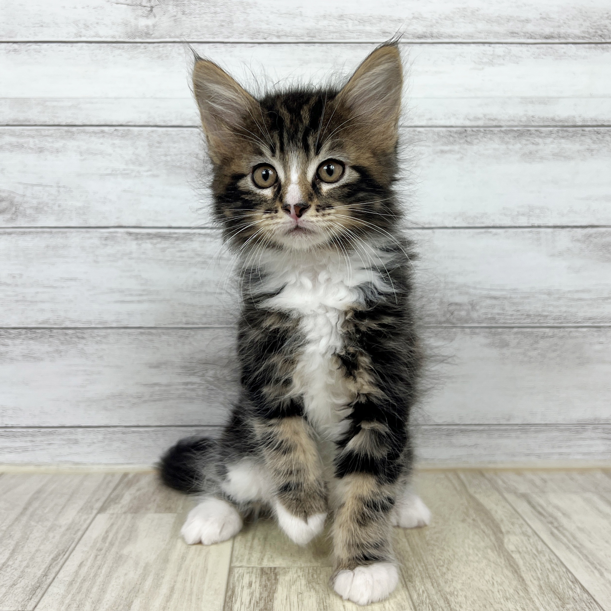 兵庫県のメインクーン (犬の家＆猫の里ニッケパークタウン加古川店/2025年7月18日生まれ/男の子/ブラウンタビーホワイト)の子猫