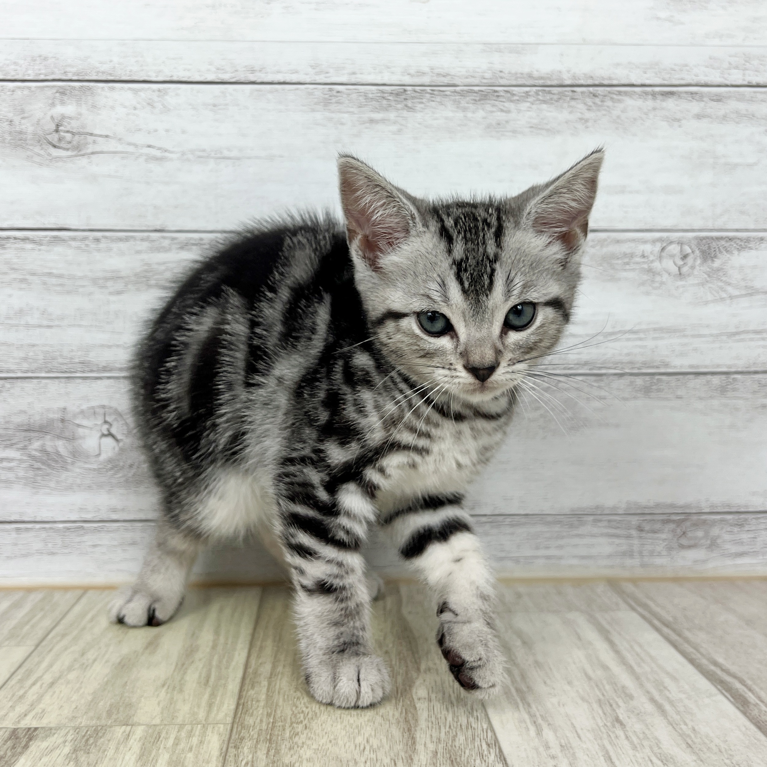 兵庫県のアメリカンショートヘアー (犬の家＆猫の里尼崎店/2025年7月19日生まれ/男の子/シルバータビー)の子猫