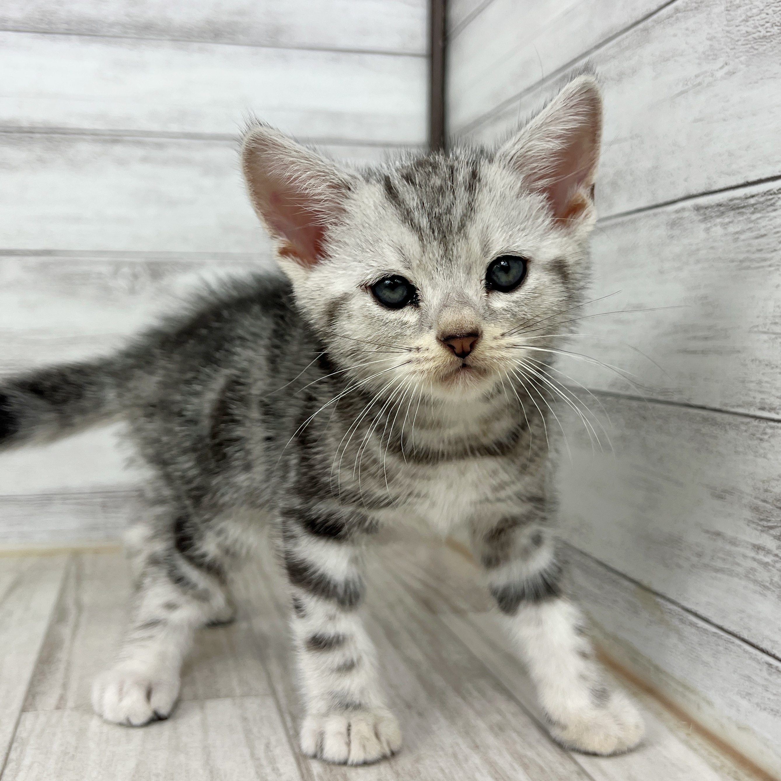兵庫県のアメリカンショートヘアー (犬の家＆猫の里神戸店/2025年7月19日生まれ/男の子/シルバータビー)の子猫の2枚目の画像
