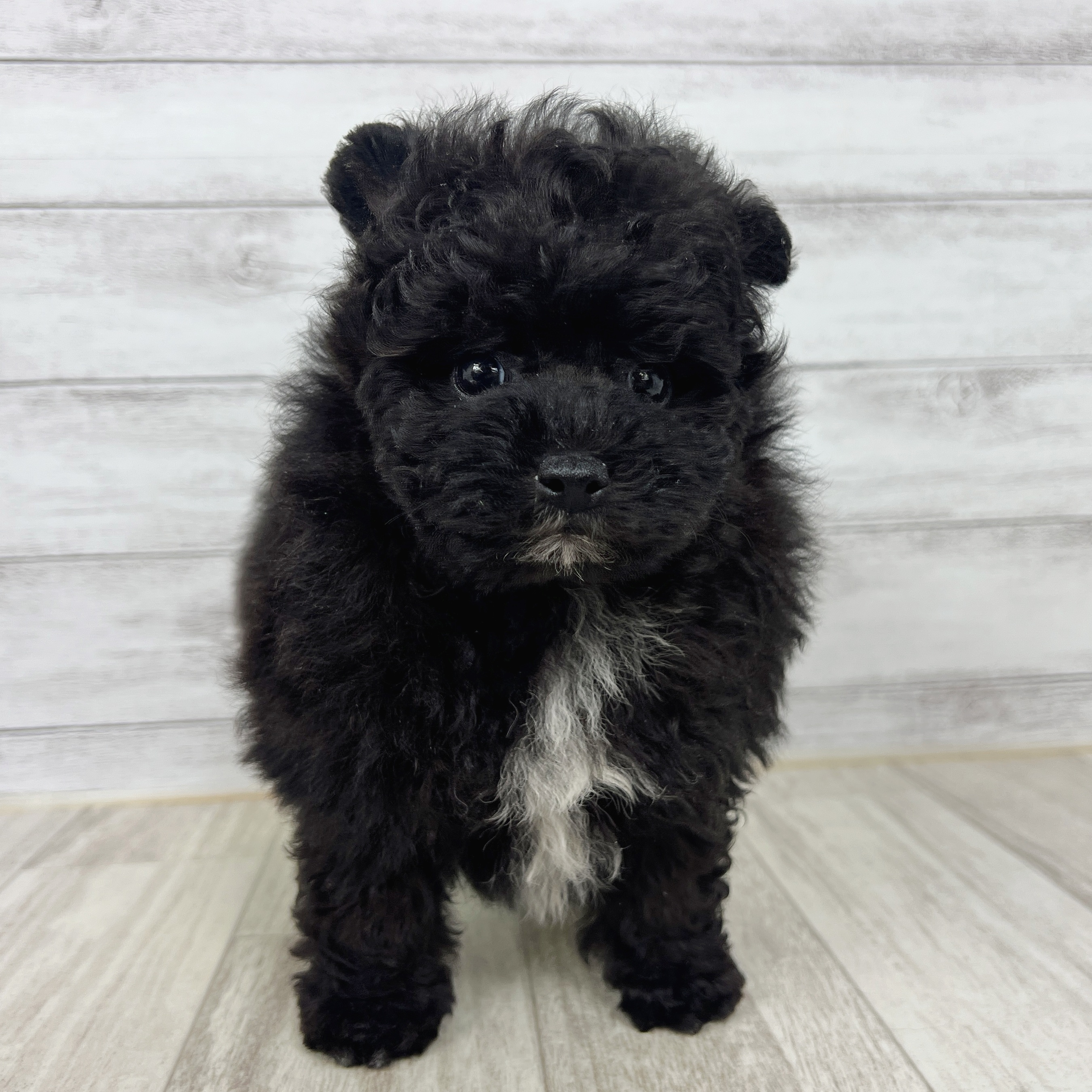 福岡県のポメプー(ポメラニアン×プードル) (犬の家＆猫の里シュロアモール筑紫野店/2025年7月17日生まれ/男の子/ブラックホワイト)の子犬