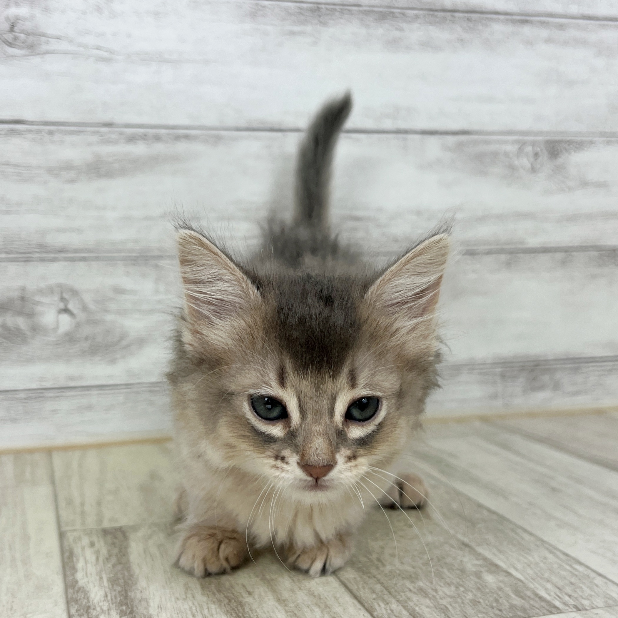 兵庫県のソマリ (犬の家＆猫の里川西店/2025年7月19日生まれ/女の子/ブルー)の子猫