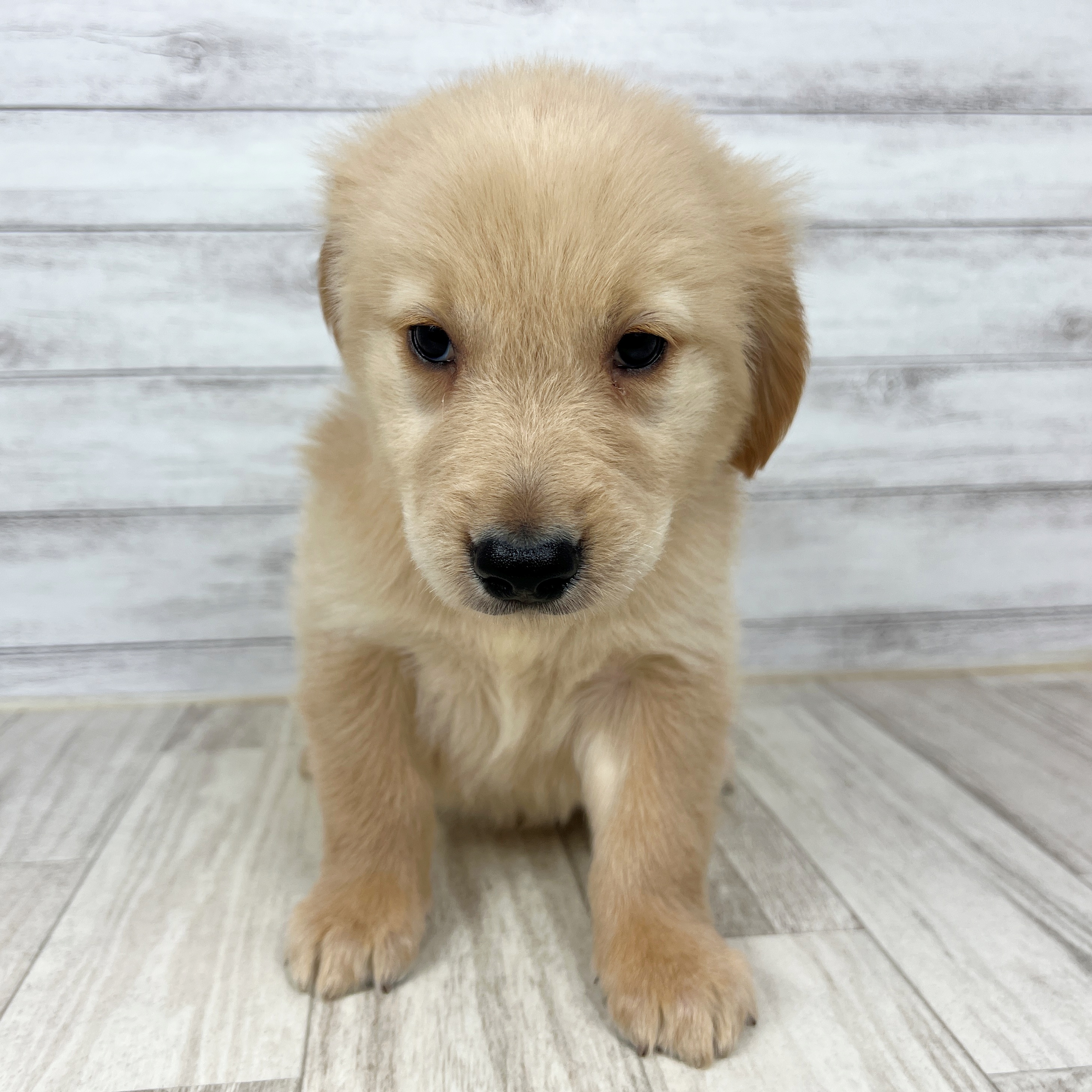 富山県のゴールデンレトリバー (犬の家＆猫の里富山店/2025年7月20日生まれ/女の子/ゴールデン)の子犬