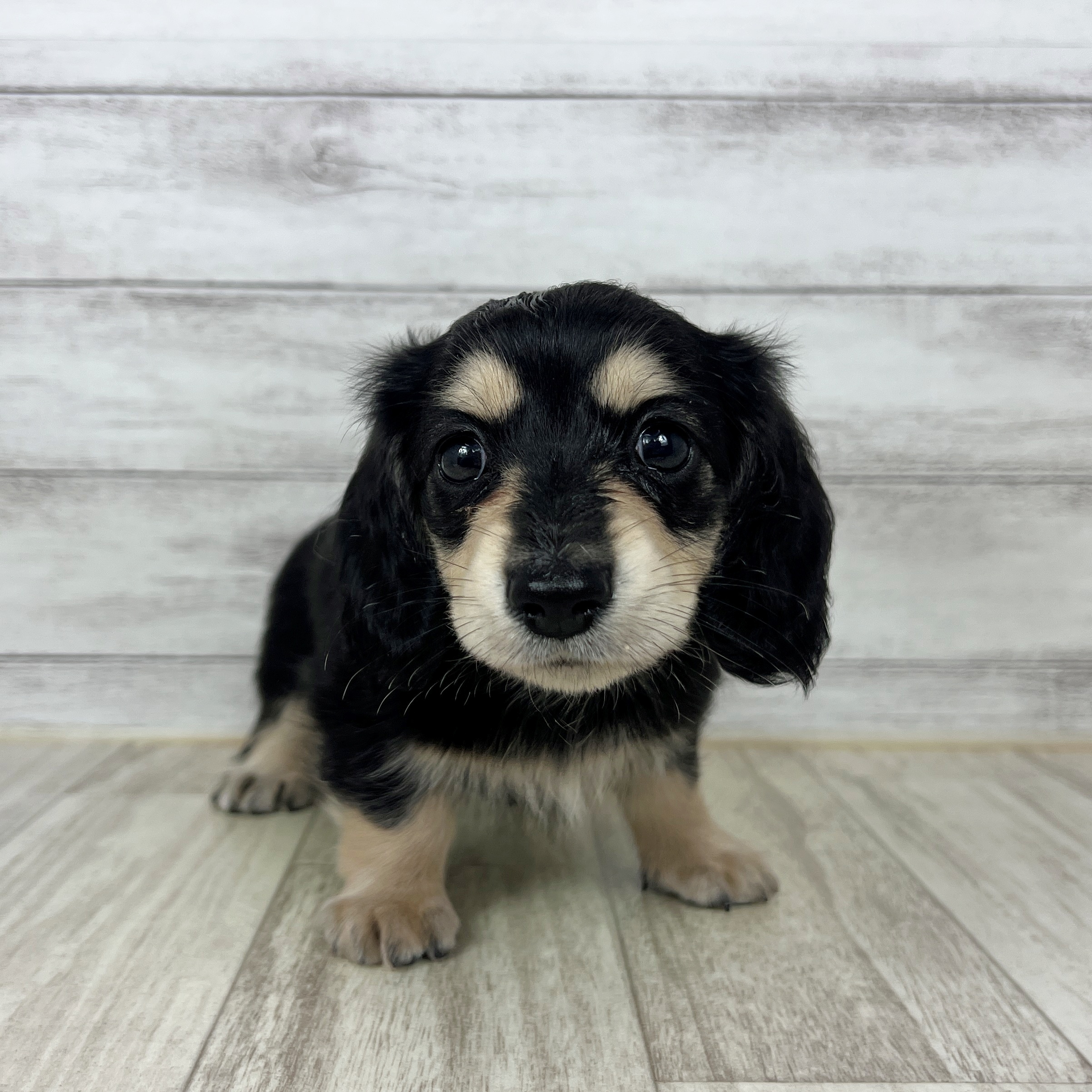 福岡県のミニチュアダックスフンド(ロング) (犬の家＆猫の里シュロアモール筑紫野店/2025年7月19日生まれ/女の子/ブラックイエロー)の子犬