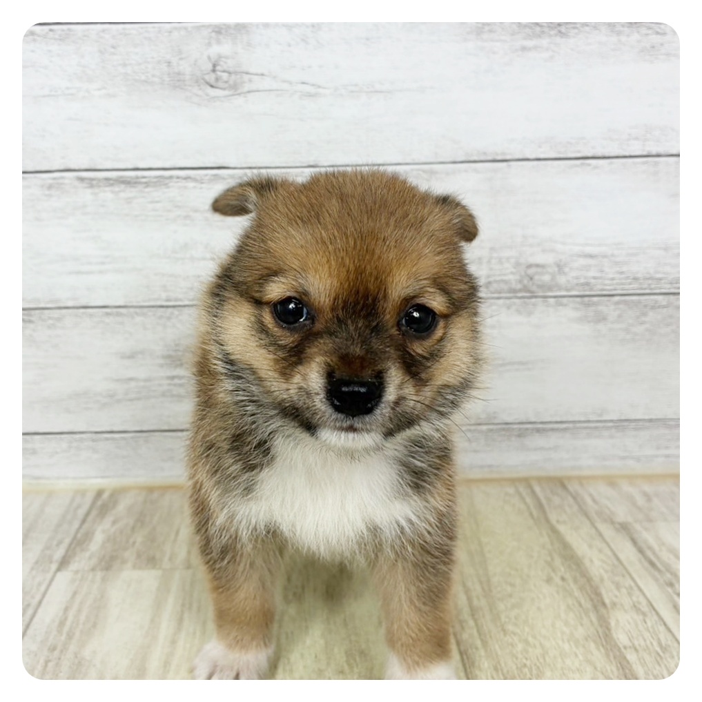 兵庫県のチワ柴/柴チワ/チワシバ(チワワ×柴) (犬の家＆猫の里尼崎店/2025年7月19日生まれ/男の子/赤)の子犬