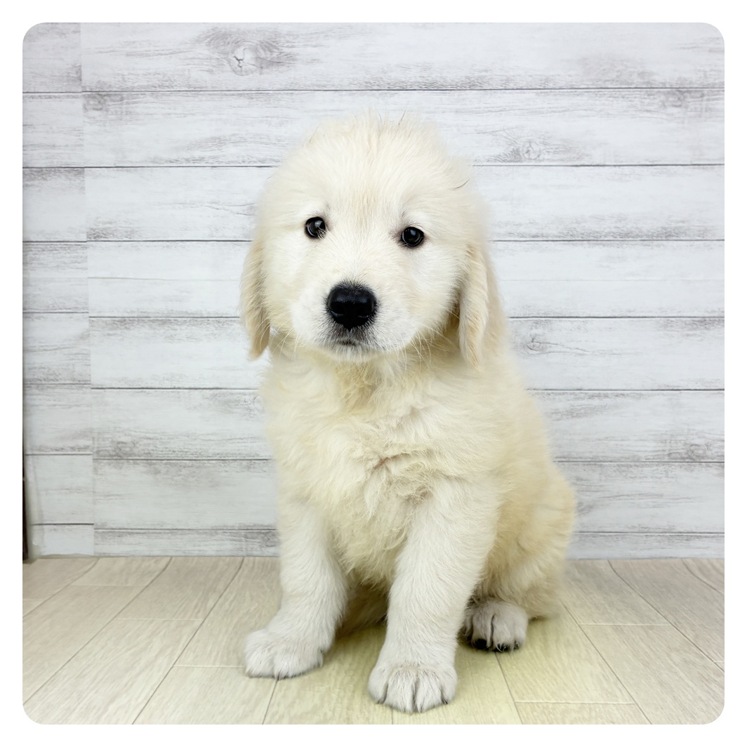 愛知県のゴールデンレトリバー (犬の家＆猫の里一宮店/2025年7月19日生まれ/男の子/ゴールデン)の子犬の4枚目の画像