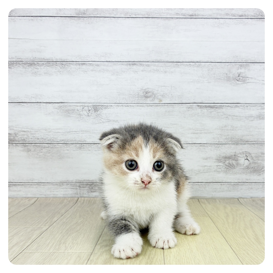 愛知県のスコティッシュフォールド (犬の家＆猫の里名古屋天白店/2025年7月19日生まれ/女の子/ブルーパッチドタビー)の子猫
