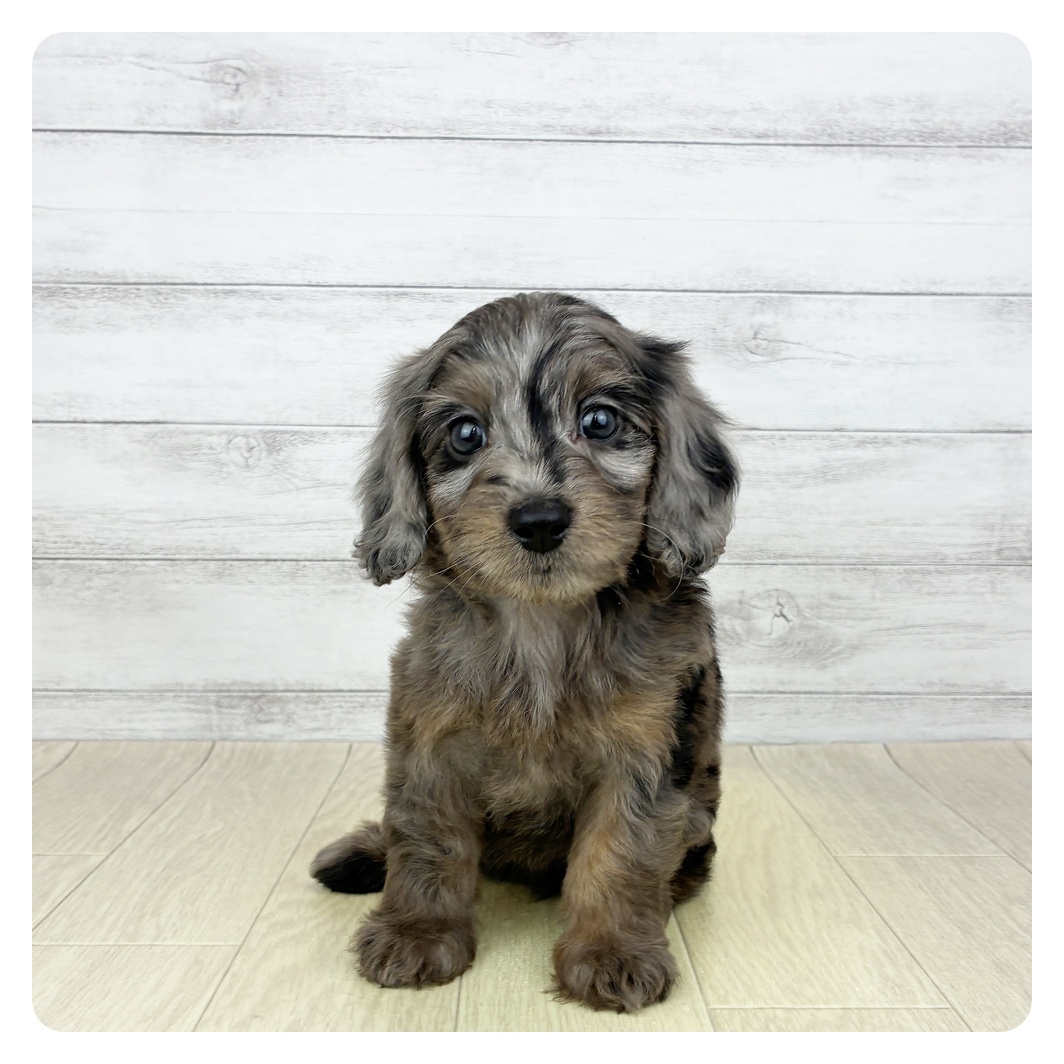 愛知県のダップー(ダックス×プードル) (犬の家＆猫の里春日井本店/2025年7月19日生まれ/男の子/シルバーダップル)の子犬