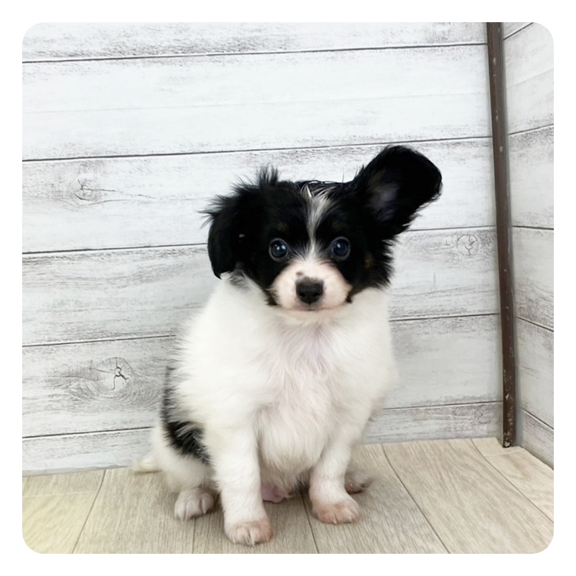 愛知県のパピヨン (犬の家＆猫の里春日井本店/2025年7月19日生まれ/男の子/トライカラー)の子犬
