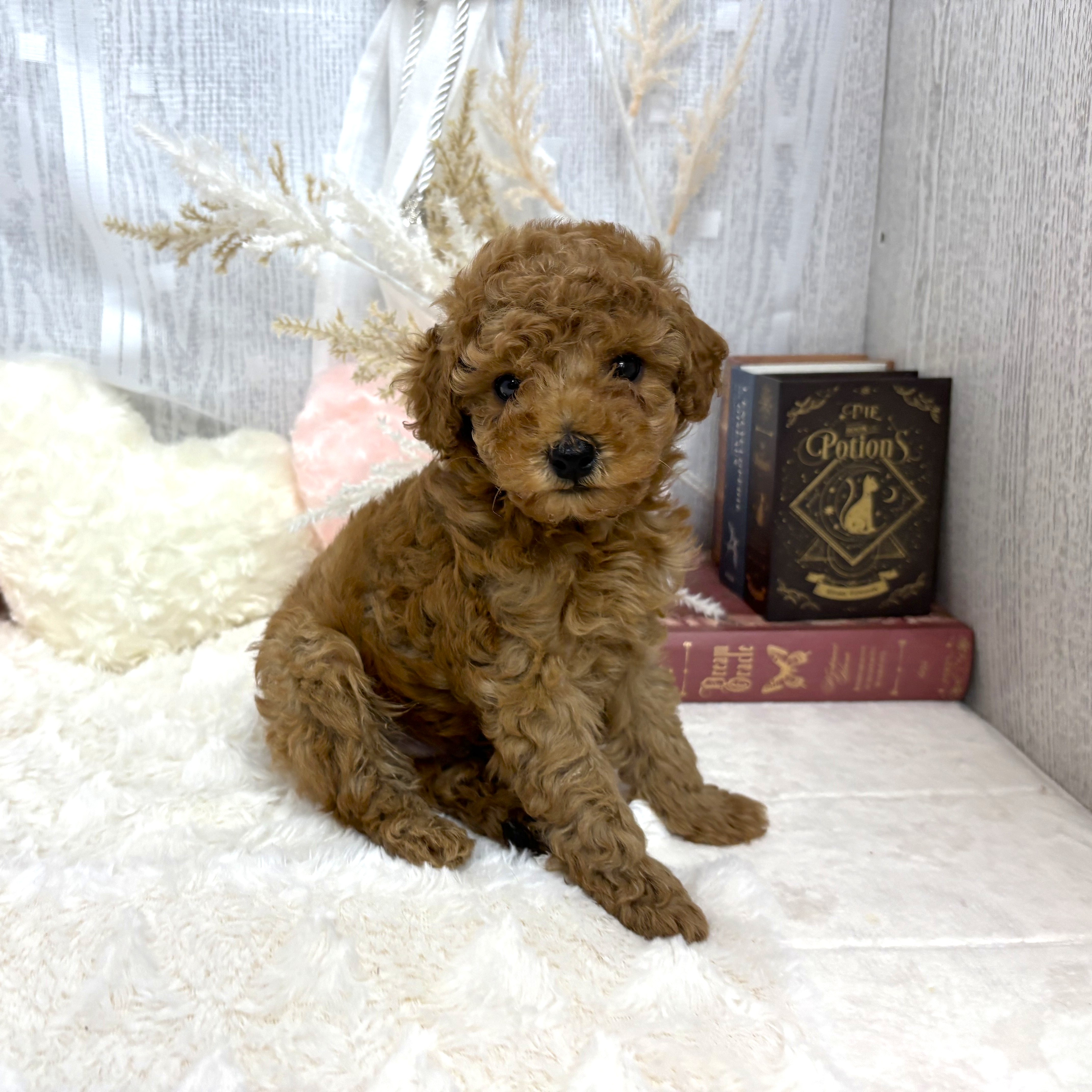 神奈川県のトイプードル(トイ) (犬の家＆猫の里相模原店/2025年7月20日生まれ/男の子/レッド)の子犬