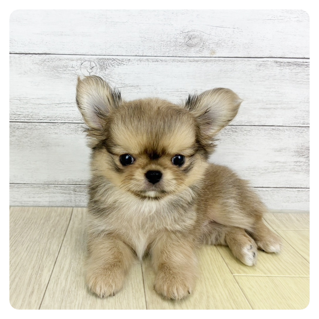 愛知県のチワワ(ロング) (犬の家＆猫の里一宮店/2025年7月20日生まれ/男の子/レッドホワイト)の子犬の2枚目の画像