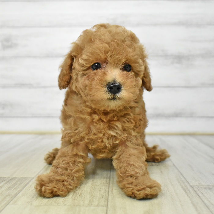 愛知県のトイプードル(トイ) (犬の家＆猫の里エアポートウォーク店/2025年7月19日生まれ/男の子/レッドフォーン)の子犬の4枚目の画像