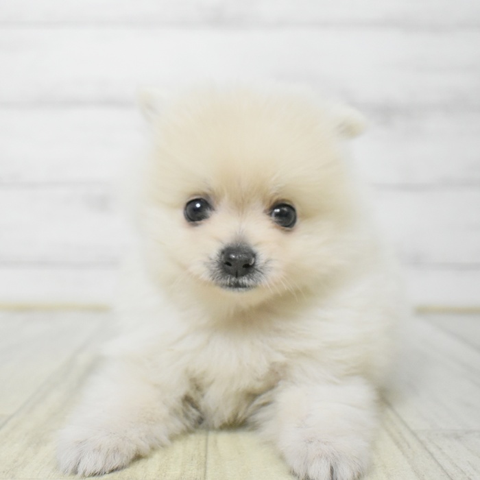 愛知県のポメラニアン (犬の家＆猫の里春日井本店/2025年7月21日生まれ/男の子/クリーム)の子犬