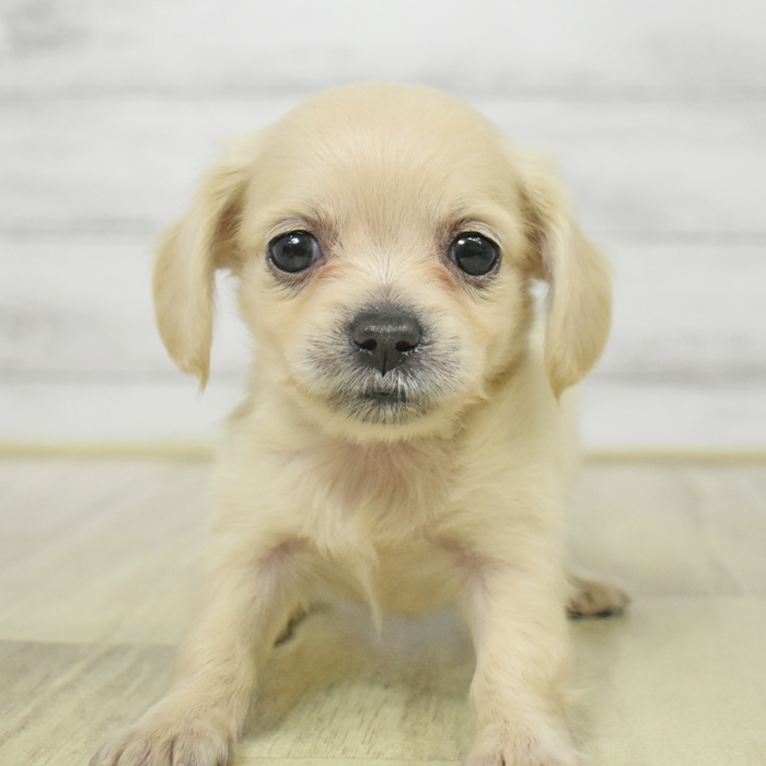 千葉県のチワックス(チワワ×ダックス) (犬の家＆猫の里ワンズモール稲毛店/2025年7月22日生まれ/女の子/イエロー)の子犬の3枚目の画像