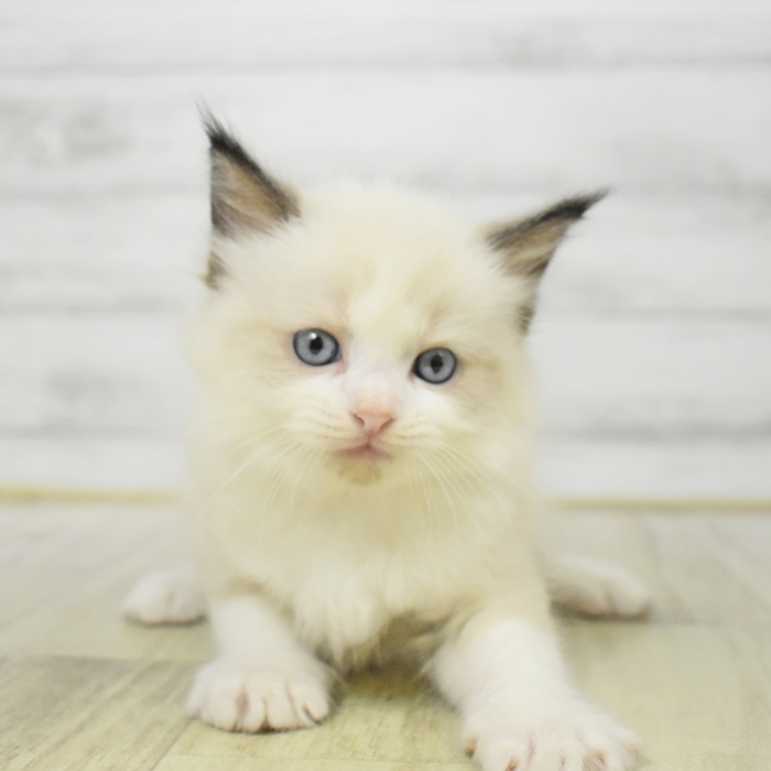 福岡県のラグドール (犬の家＆猫の里トリアス久山店/2025年7月22日生まれ/男の子/シールポイントバイカラー)の子猫
