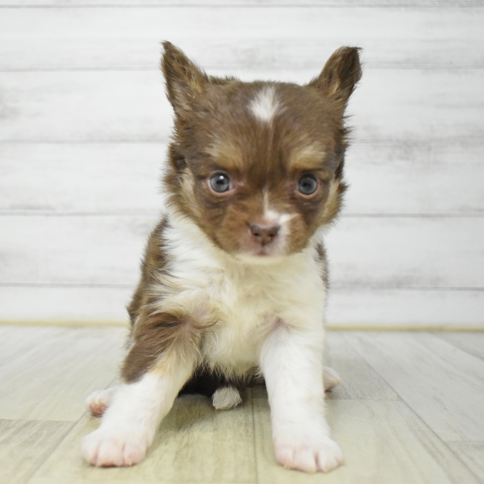 神奈川県のチワワ(ロング) (犬の家＆猫の里モザイクモール港北店/2025年7月20日生まれ/女の子/チョコレートホワイト)の子犬