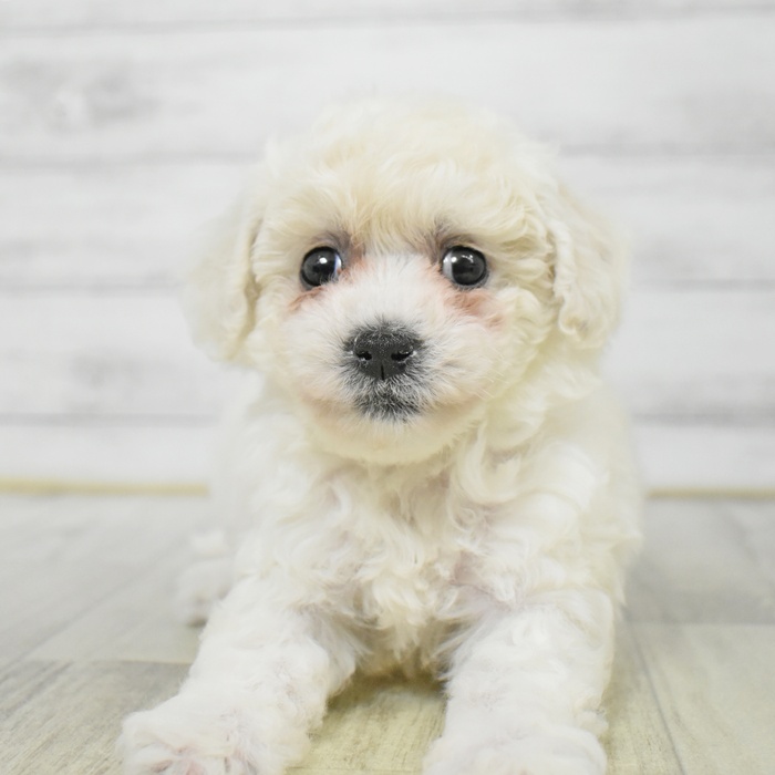 富山県のビションフリーゼ (犬の家＆猫の里アミーゴ高岡蓮花寺店/2025年7月21日生まれ/女の子/ホワイト)の子犬