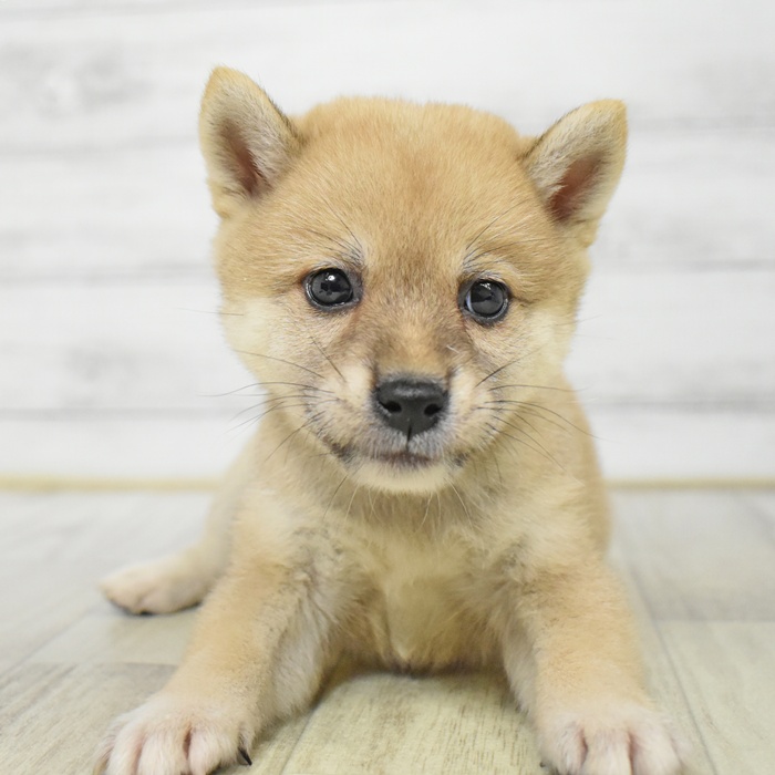 福井県の柴犬(標準サイズ) (犬の家＆猫の里アミーゴ福井店/2025年7月20日生まれ/女の子/赤)の子犬