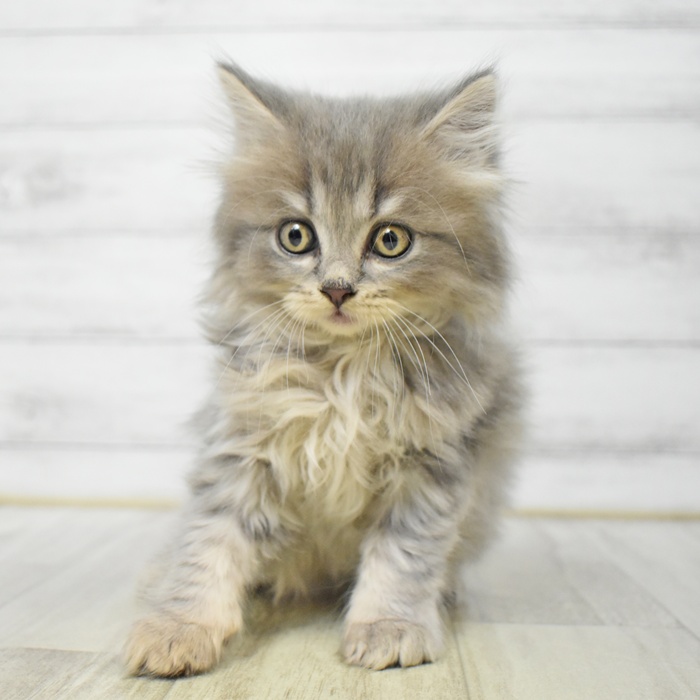 静岡県のマンチカン (犬の家＆猫の里マークイズ静岡店/2025年7月21日生まれ/女の子/ブルータビー)の子猫