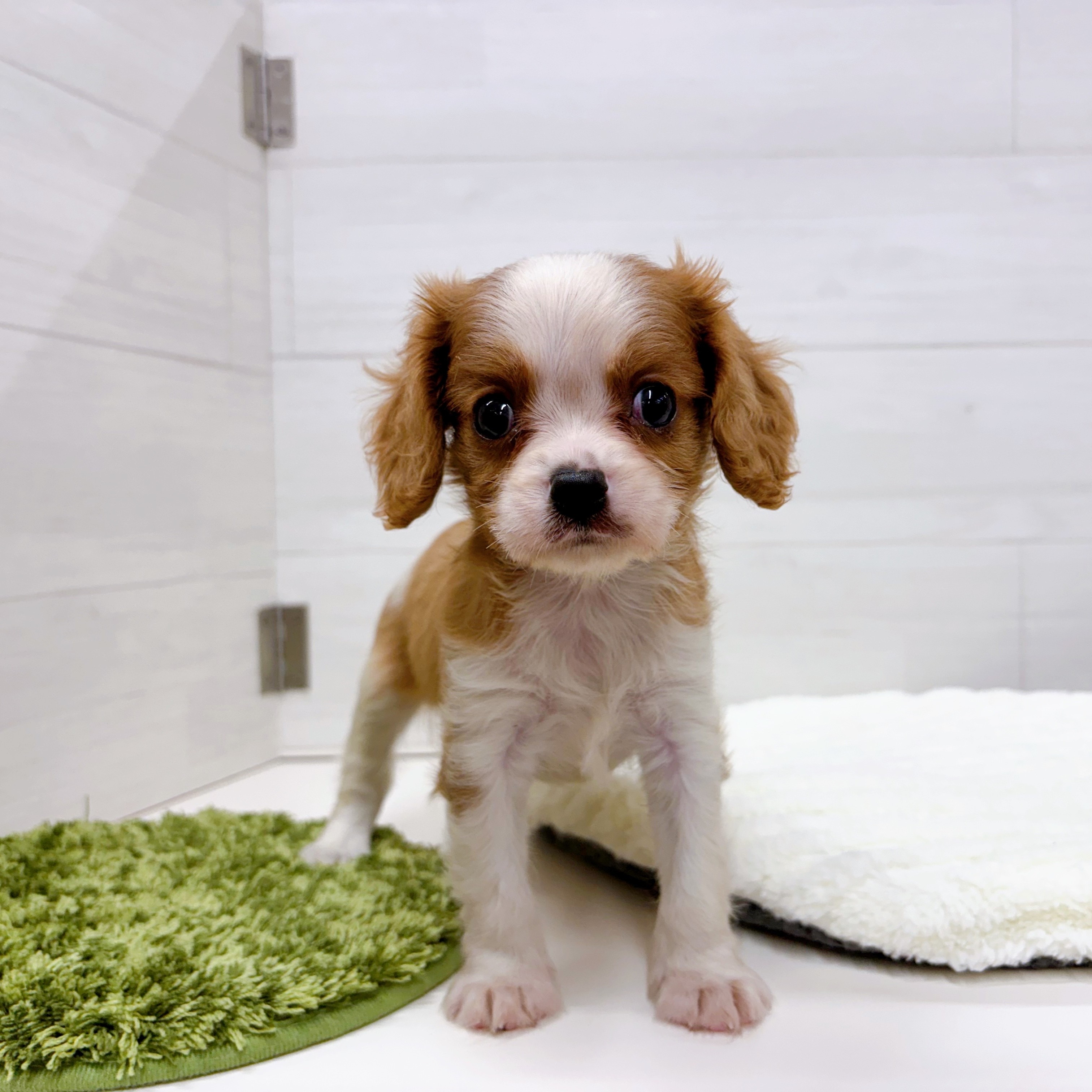 石川県のキャバリアキングチャールズスパニエル (犬の家＆猫の里アミーゴ金沢おこばた店/2025年7月20日生まれ/女の子/ブレンハイム)の子犬の1枚目の画像